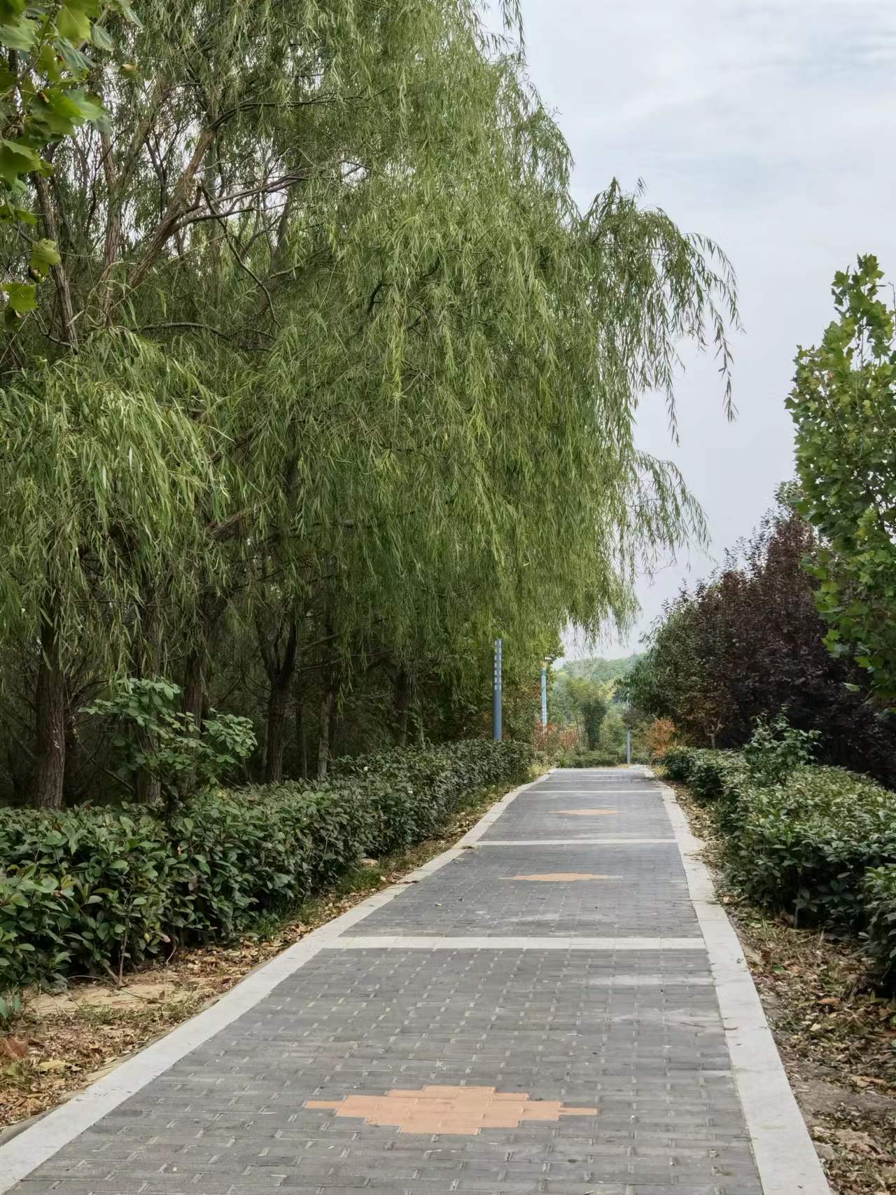 龙山公园旅行图片 1