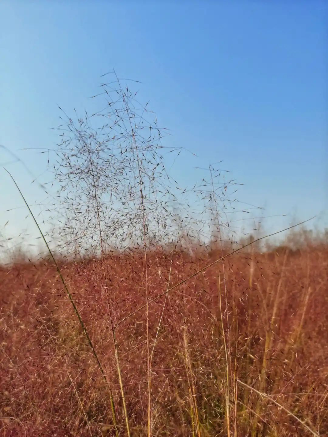 杨宋花海旅行图片 3