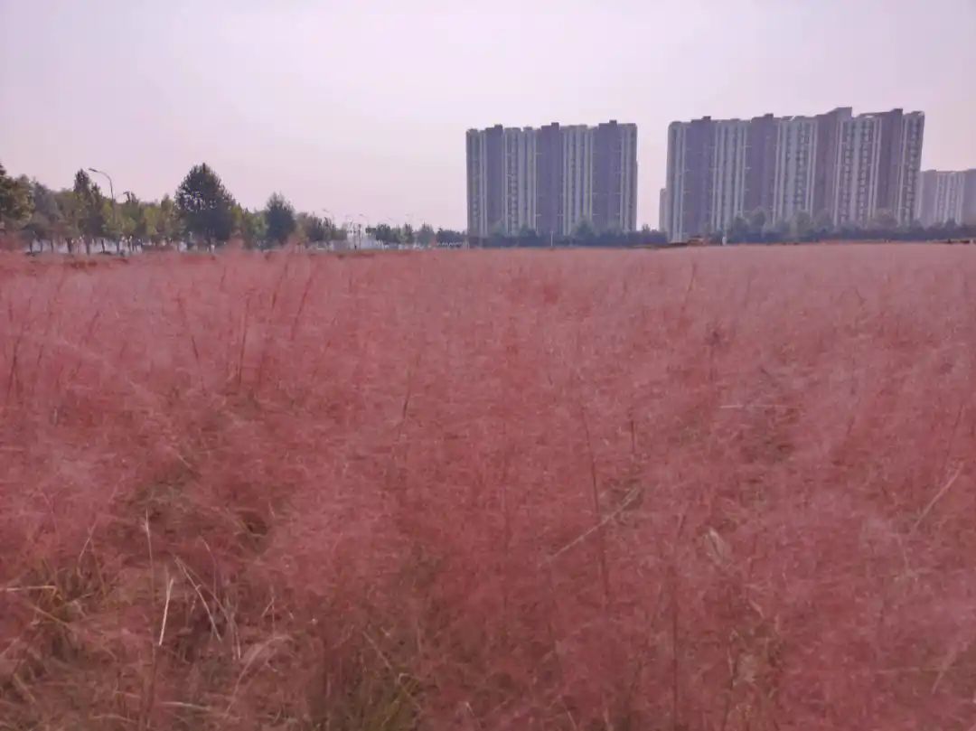 杨宋花海旅行图片 2