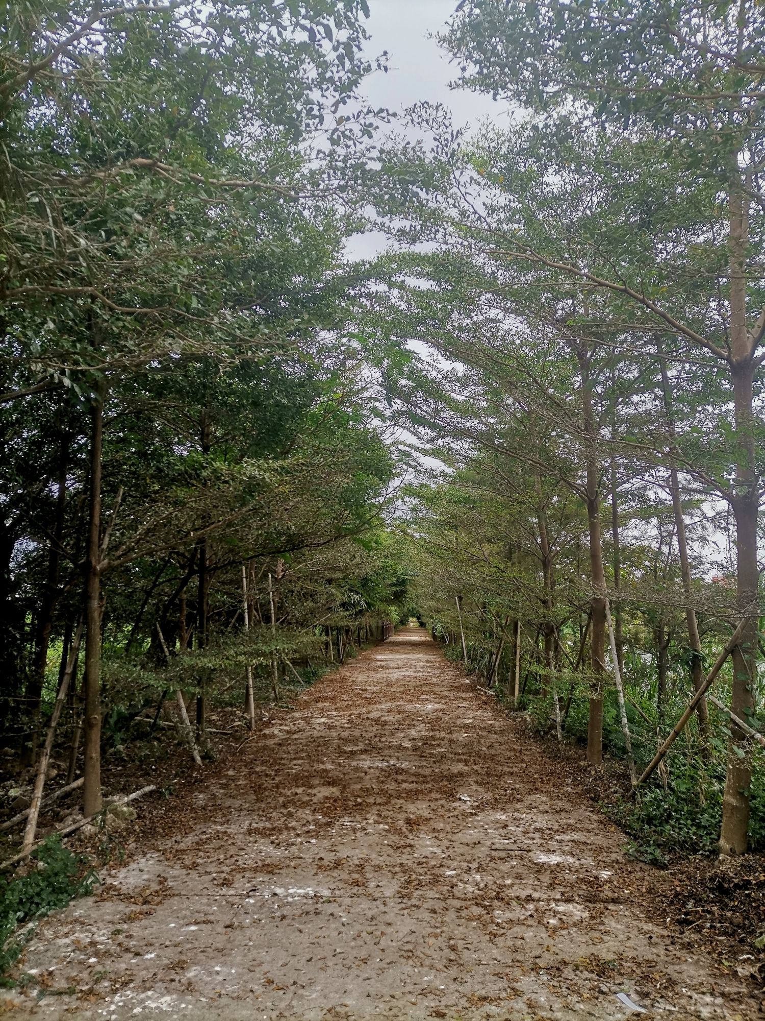 鹭鸟天下旅行图片 2