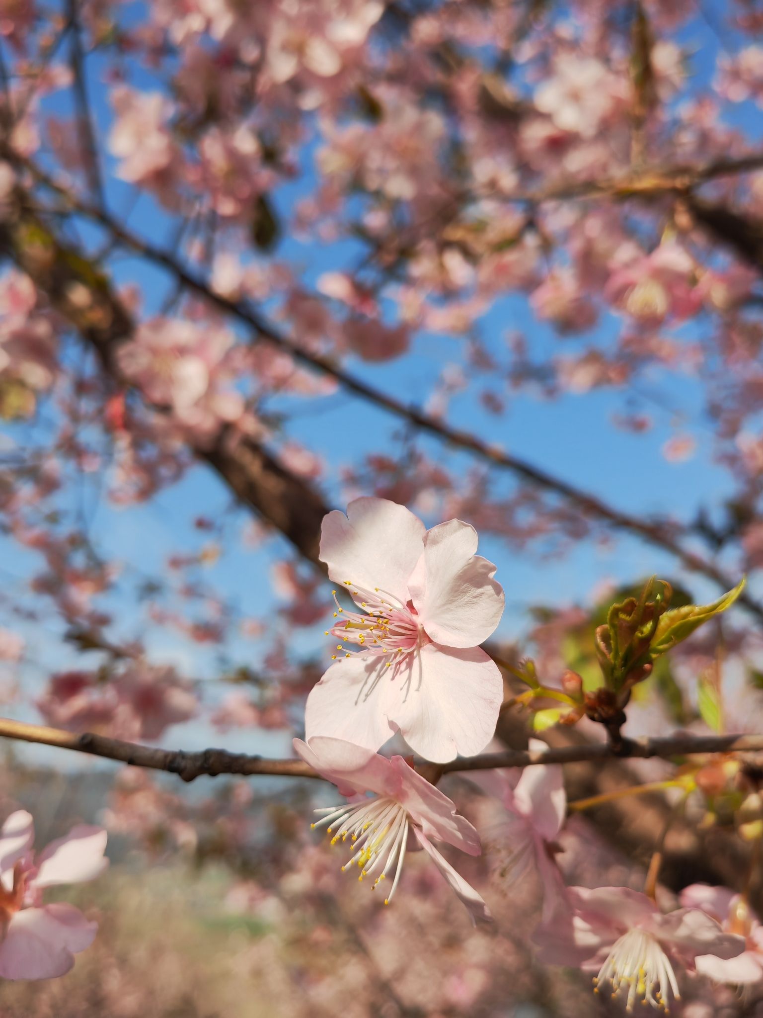 瑞安市桐浦凤凰樱花谷旅行图片 3