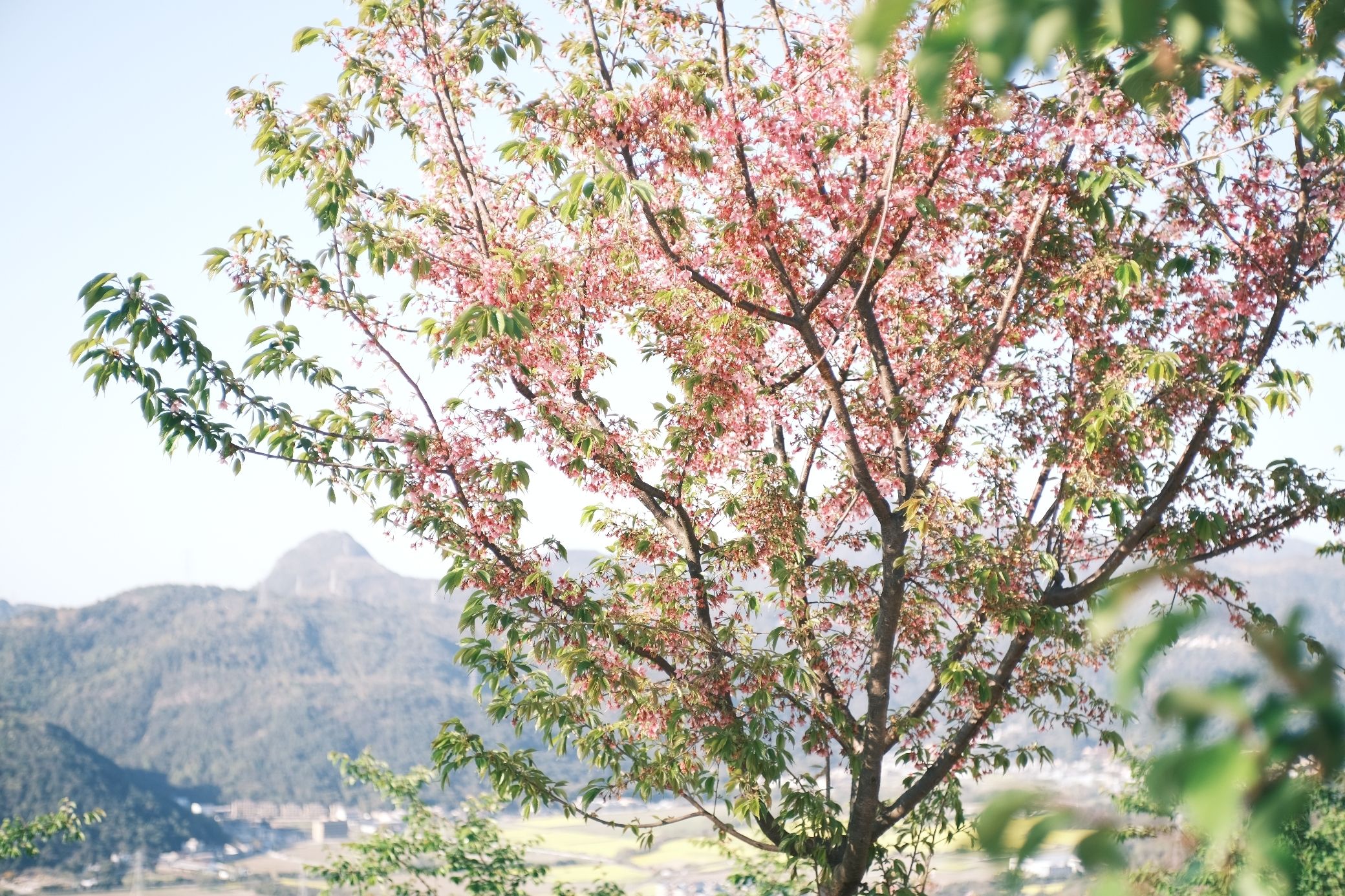 瑞安市桐浦凤凰樱花谷旅行图片 3