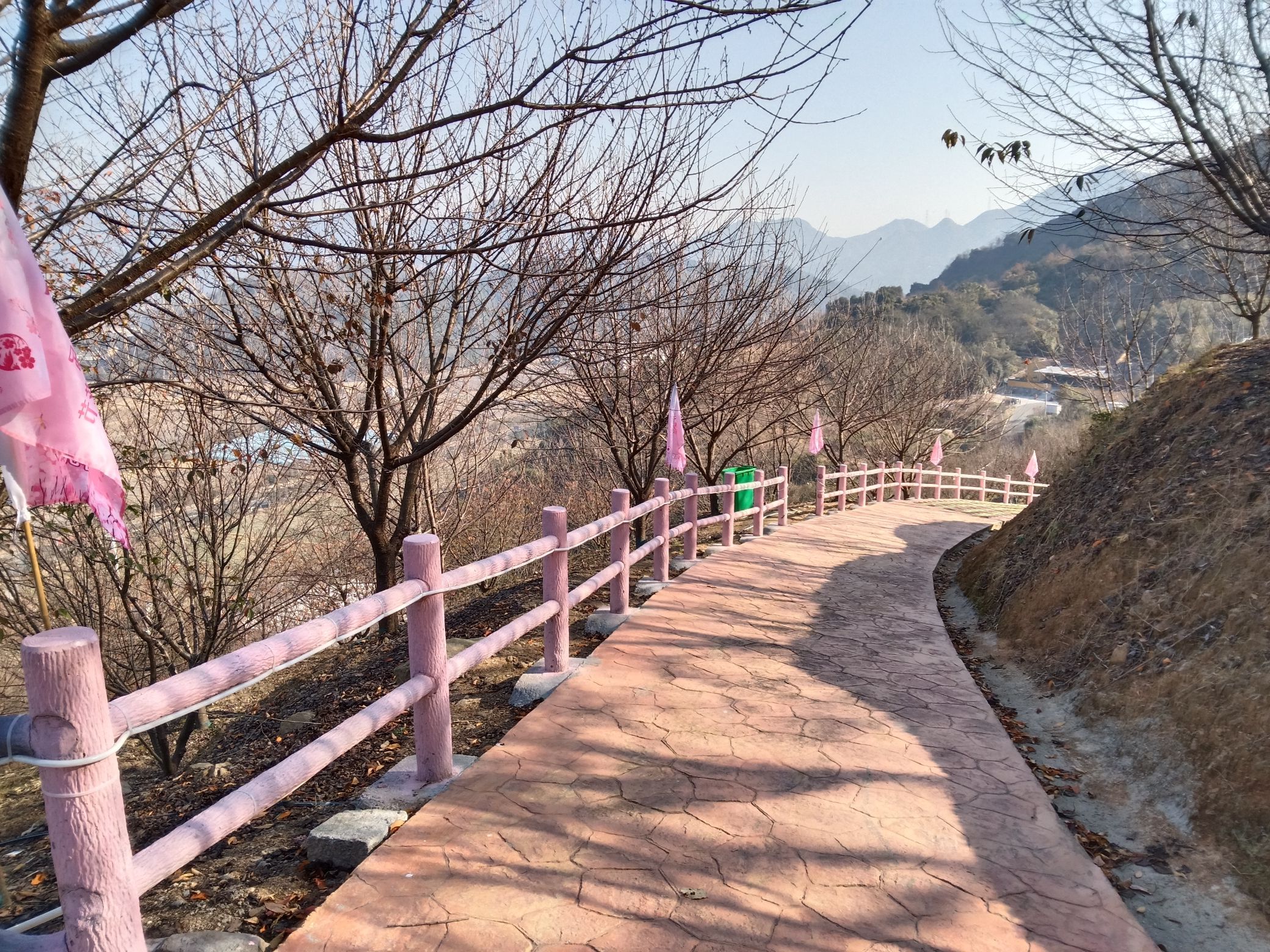 瑞安市桐浦凤凰樱花谷旅行图片 2