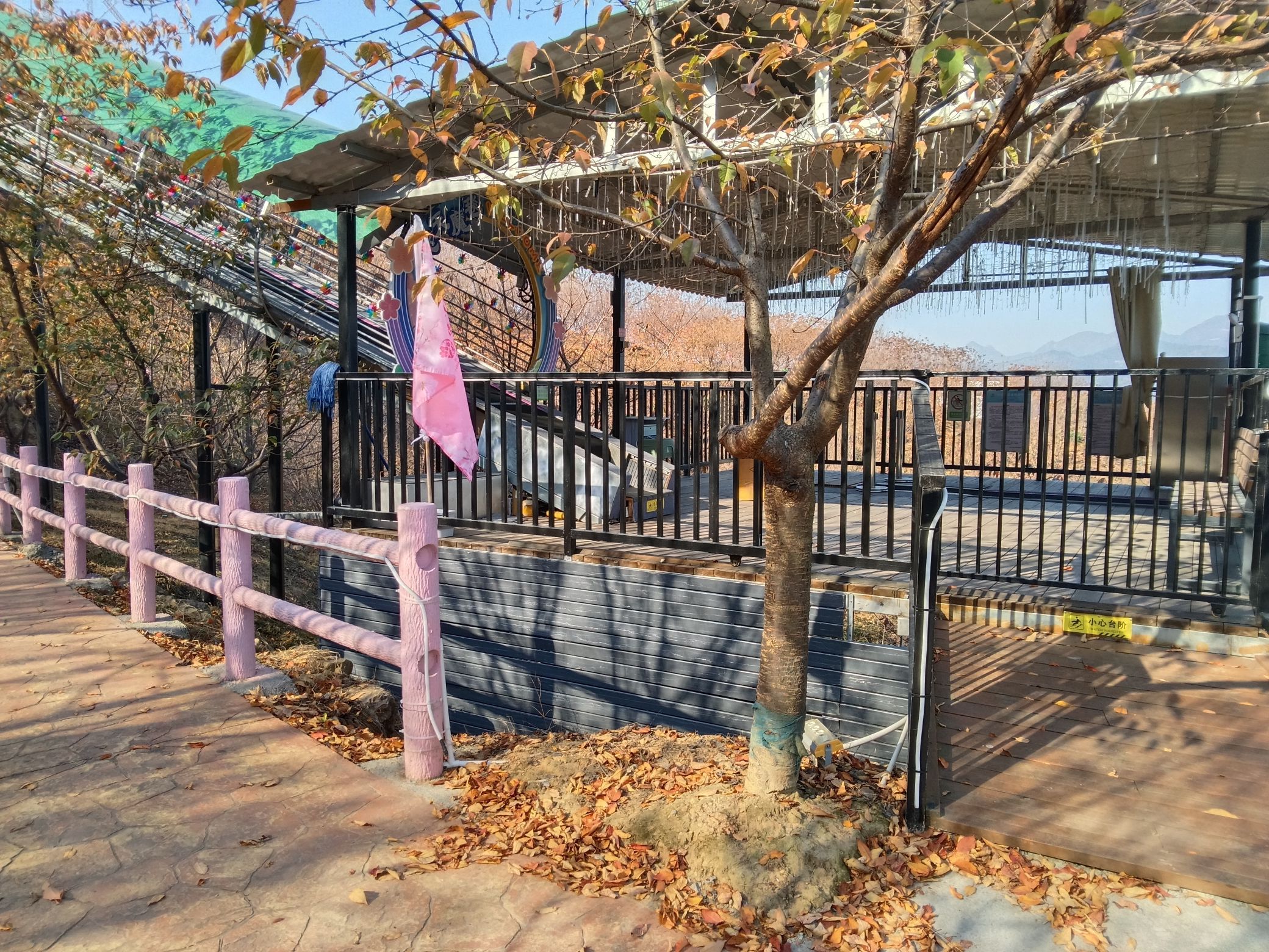 瑞安市桐浦凤凰樱花谷旅行图片 3