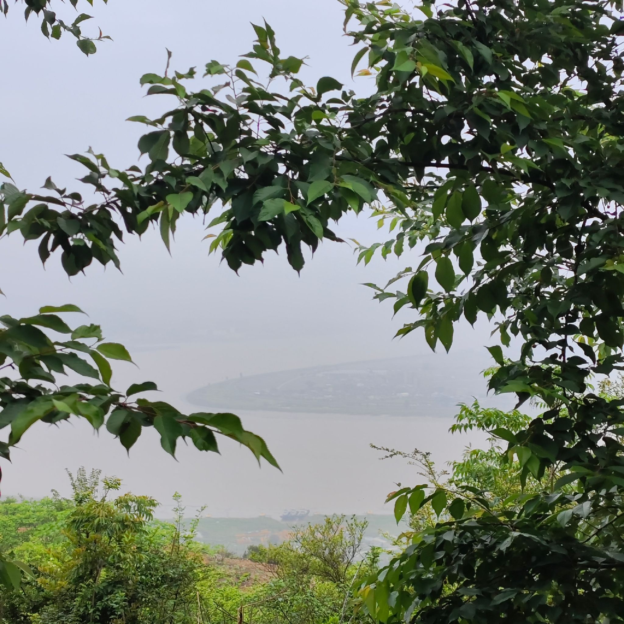 瑞安市桐浦凤凰樱花谷旅行图片 1