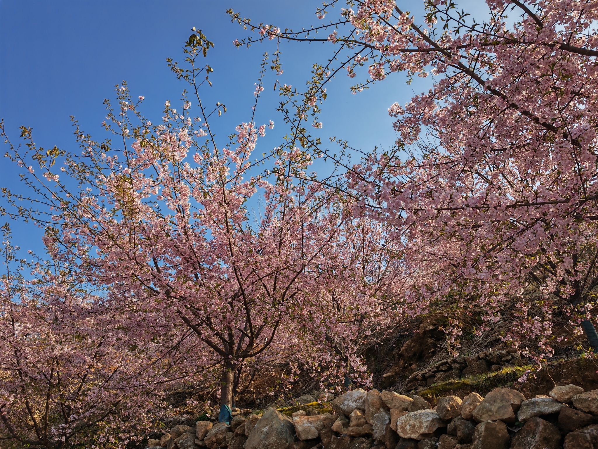 瑞安市桐浦凤凰樱花谷旅行图片 2