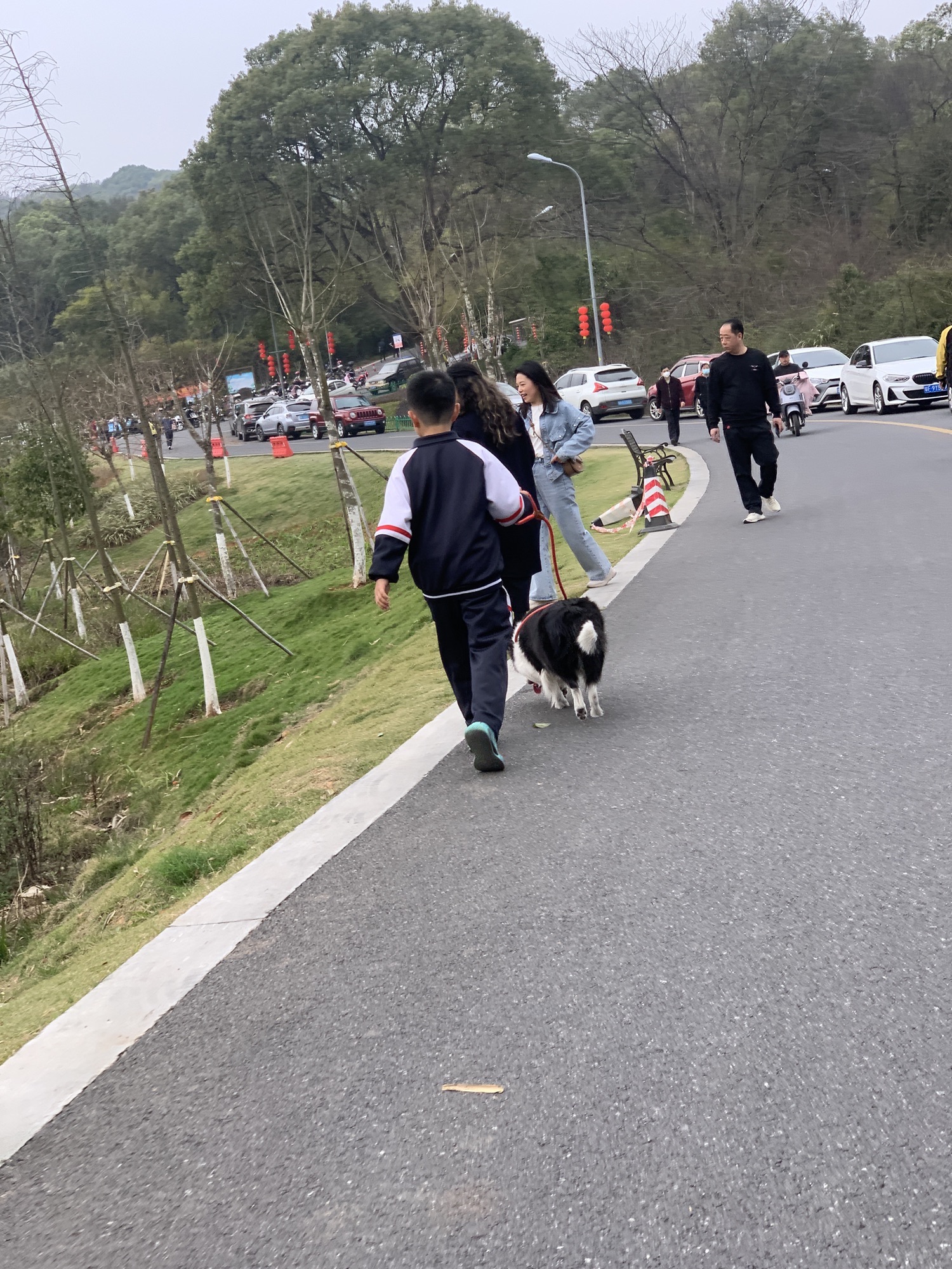樟树公园旅行图片 1
