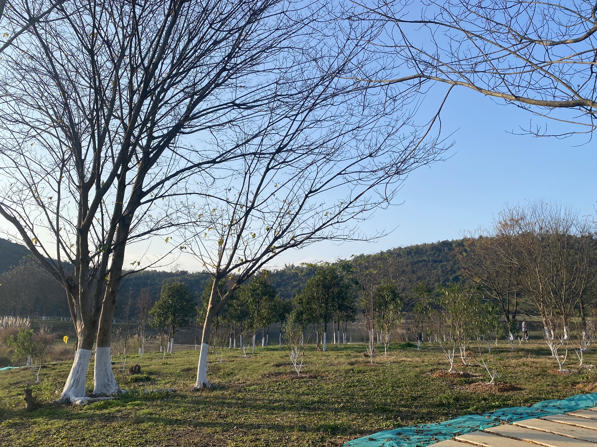 樟树公园旅行图片 2