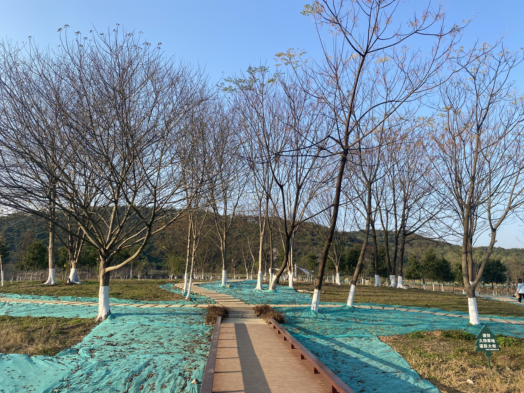樟树公园旅行图片 3
