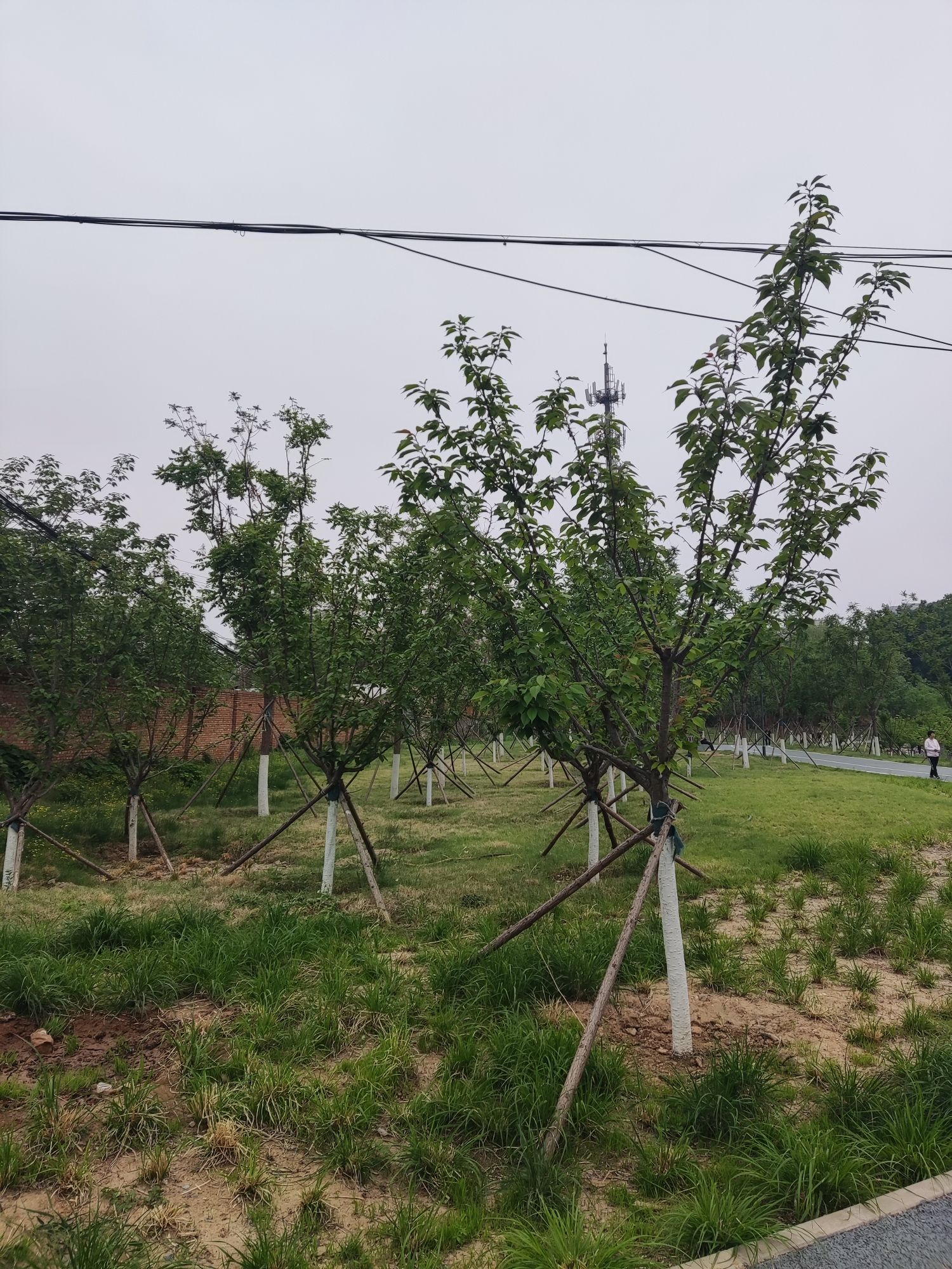 通州云景公园旅行图片 2