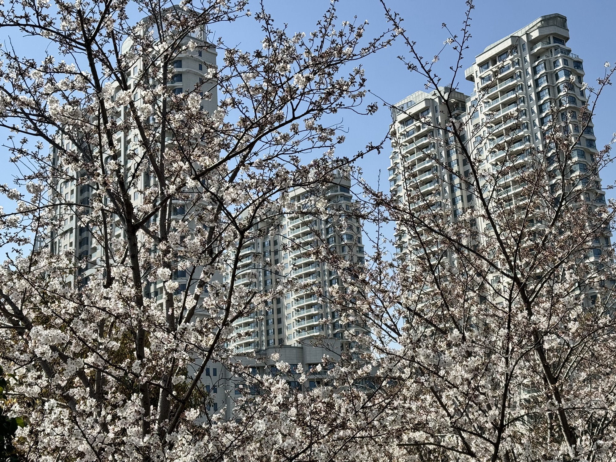 上海长滩坡地公园旅行图片 2