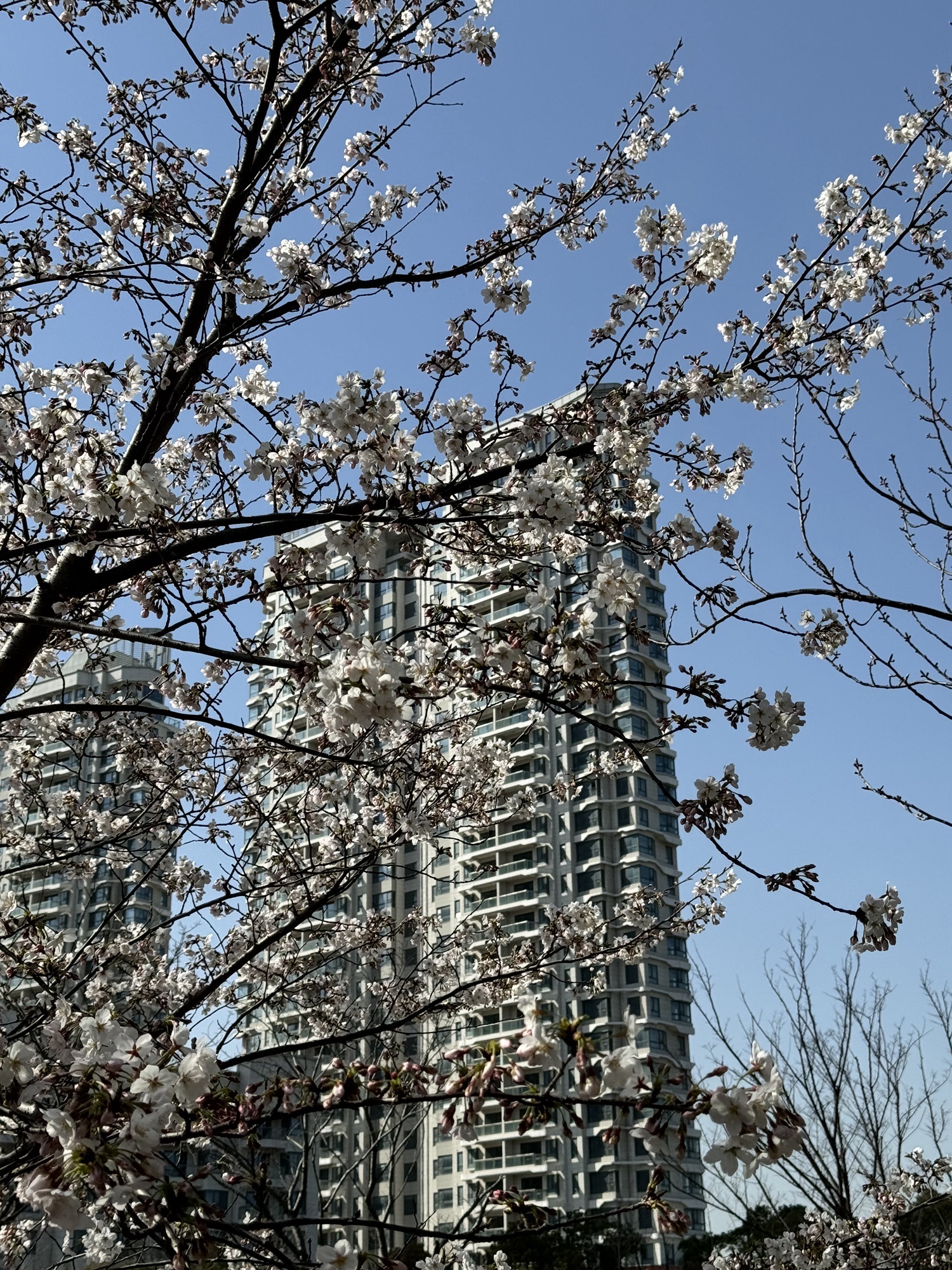 上海长滩坡地公园旅行图片 3
