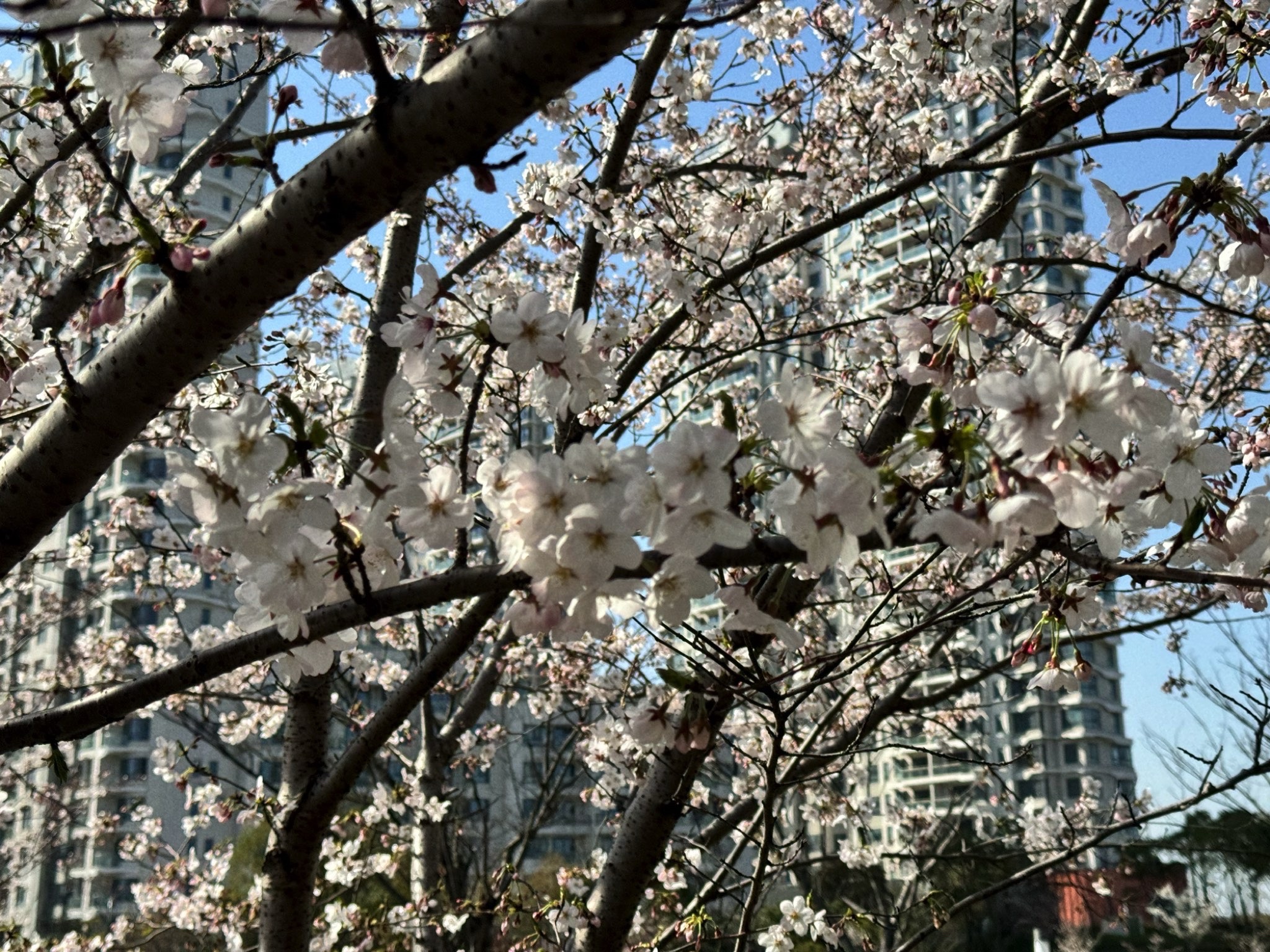 上海长滩坡地公园旅行图片 1
