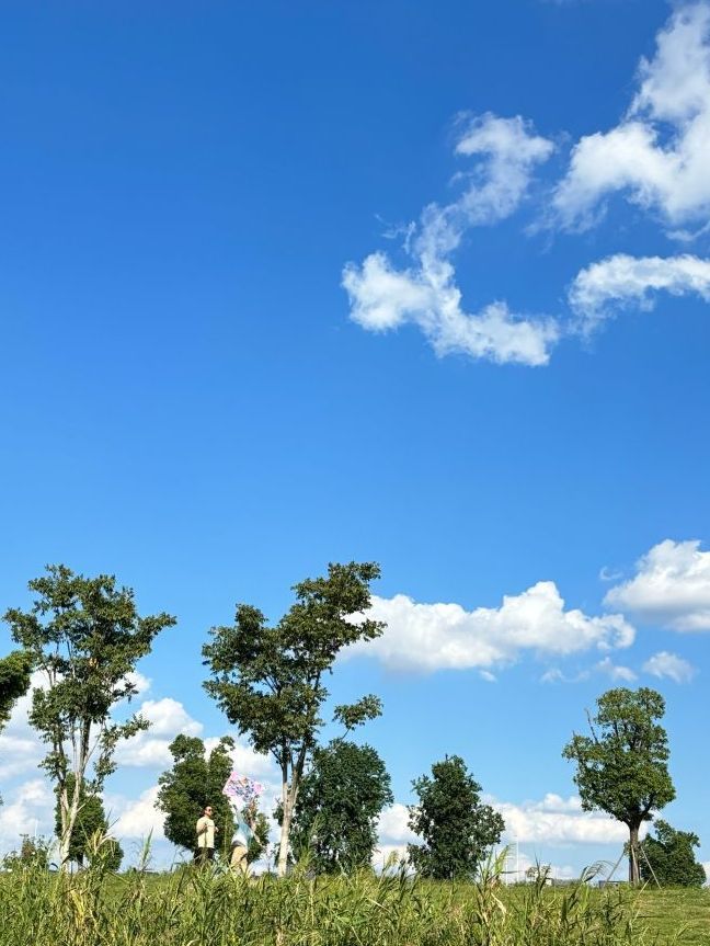 滨江花海旅行图片 1