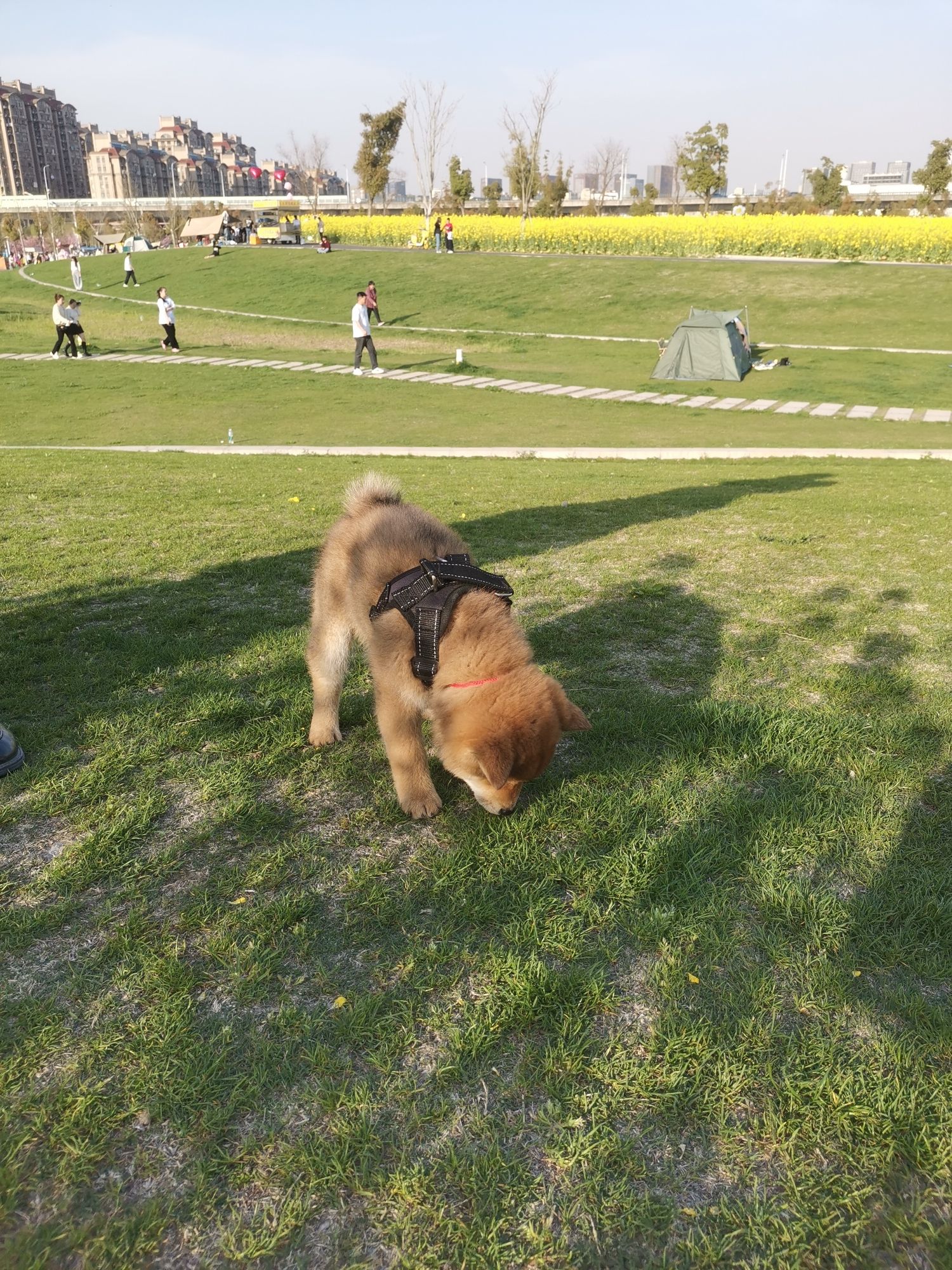 滨江花海旅行图片 3