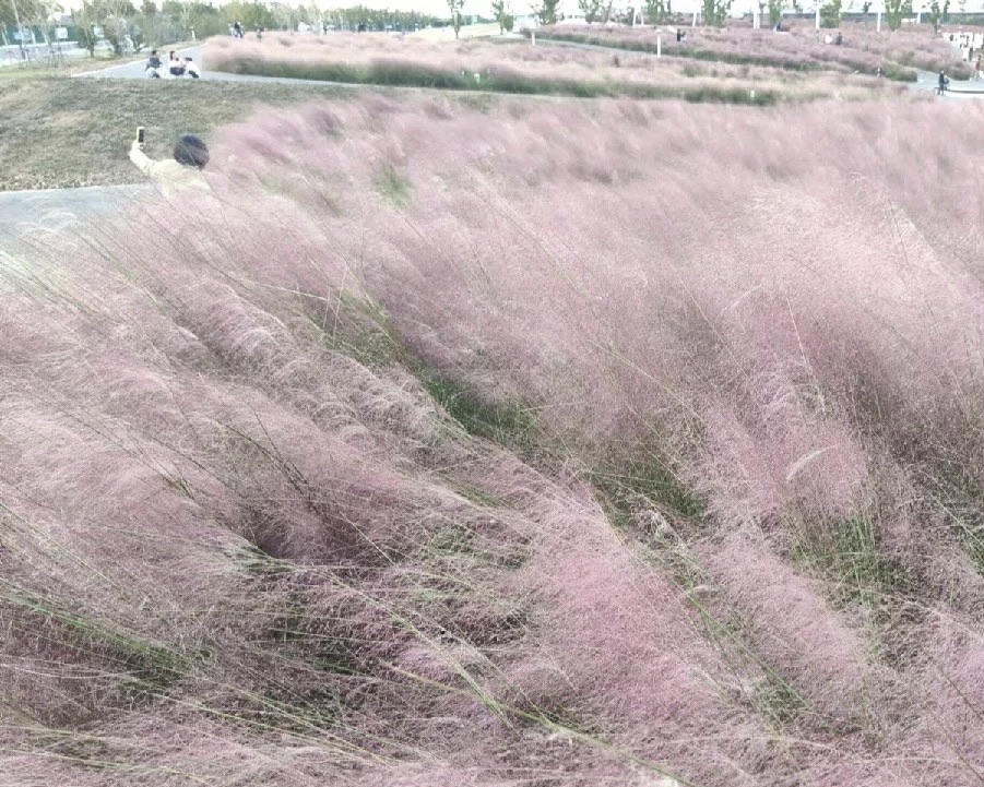 滨江花海旅行图片 1