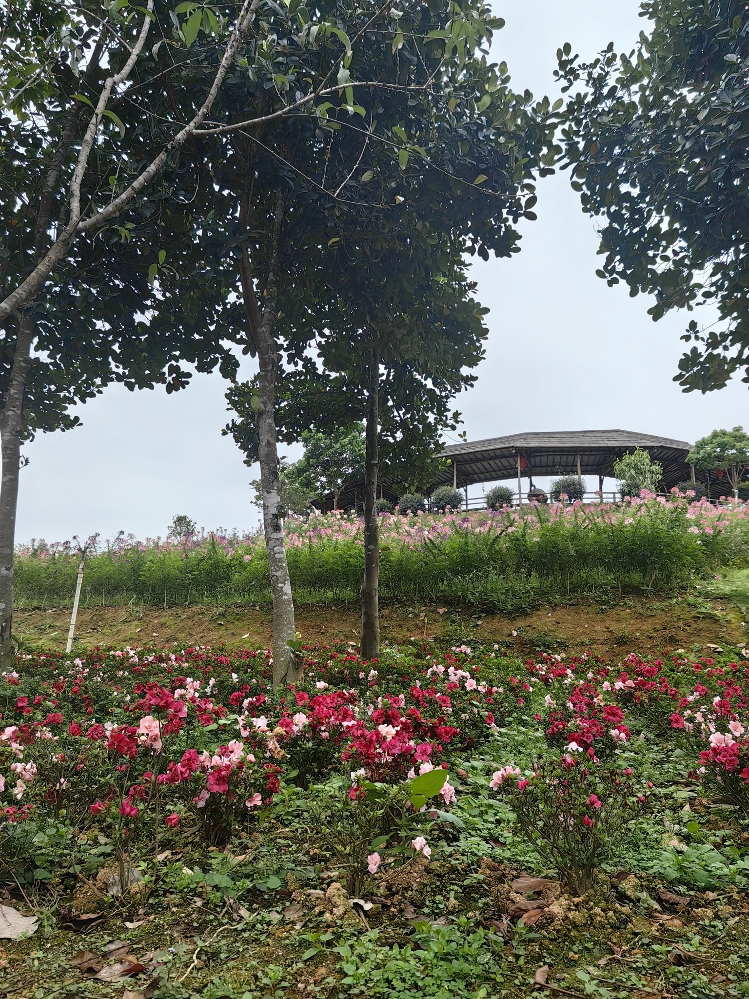 大鹿农业公园旅行图片 3