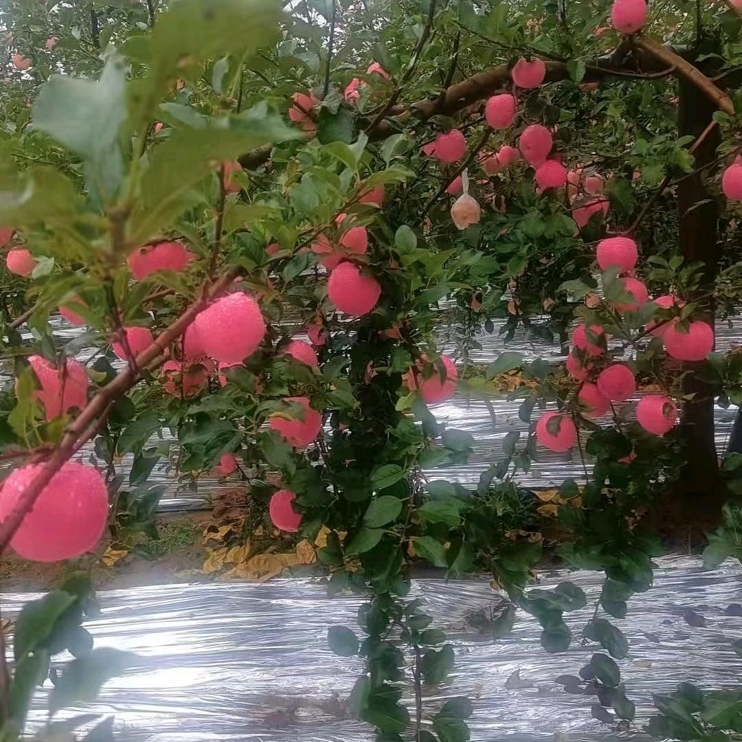 陈庄卤安植物园