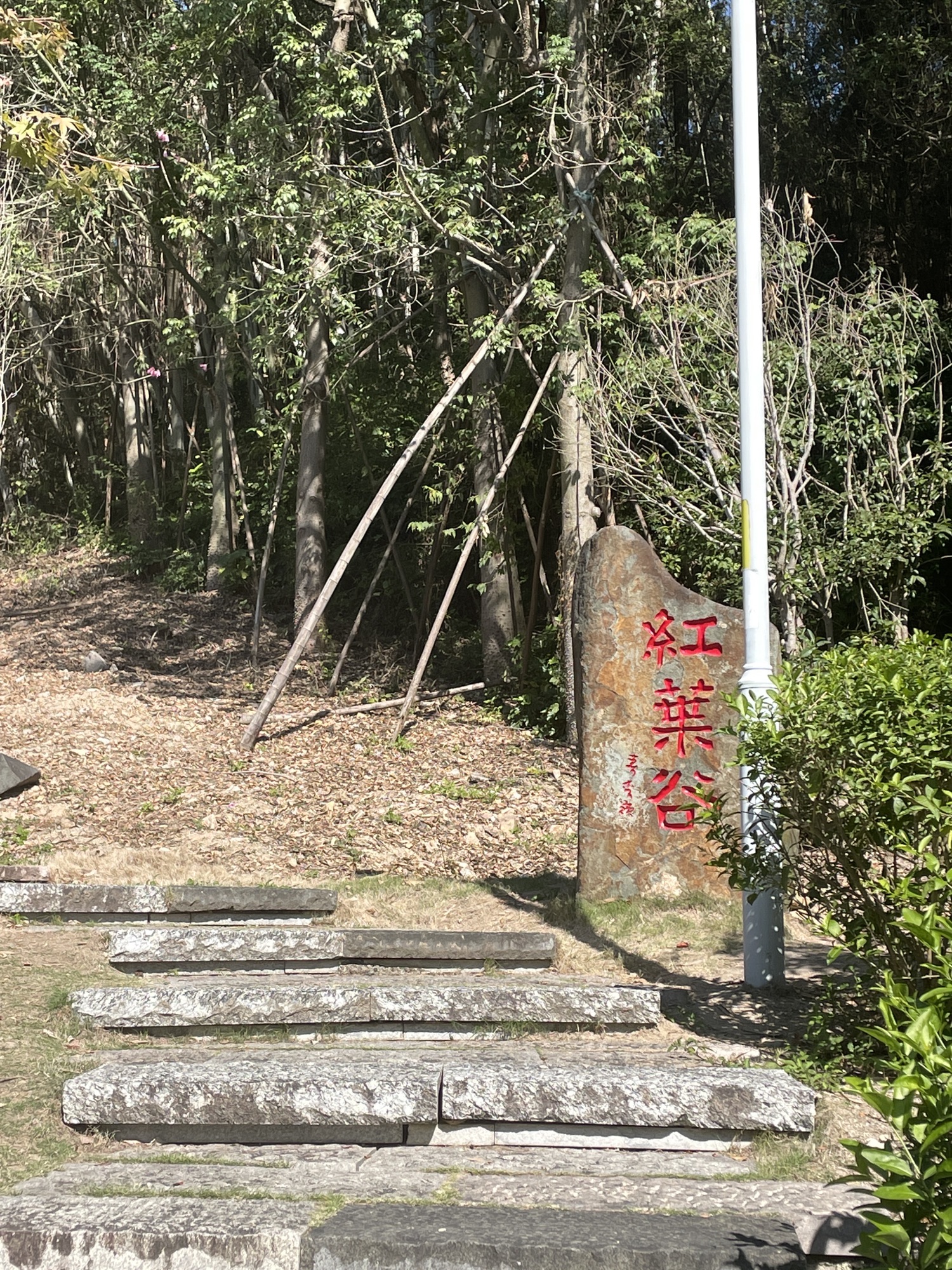 福山郊野公园-红叶谷旅行图片 1