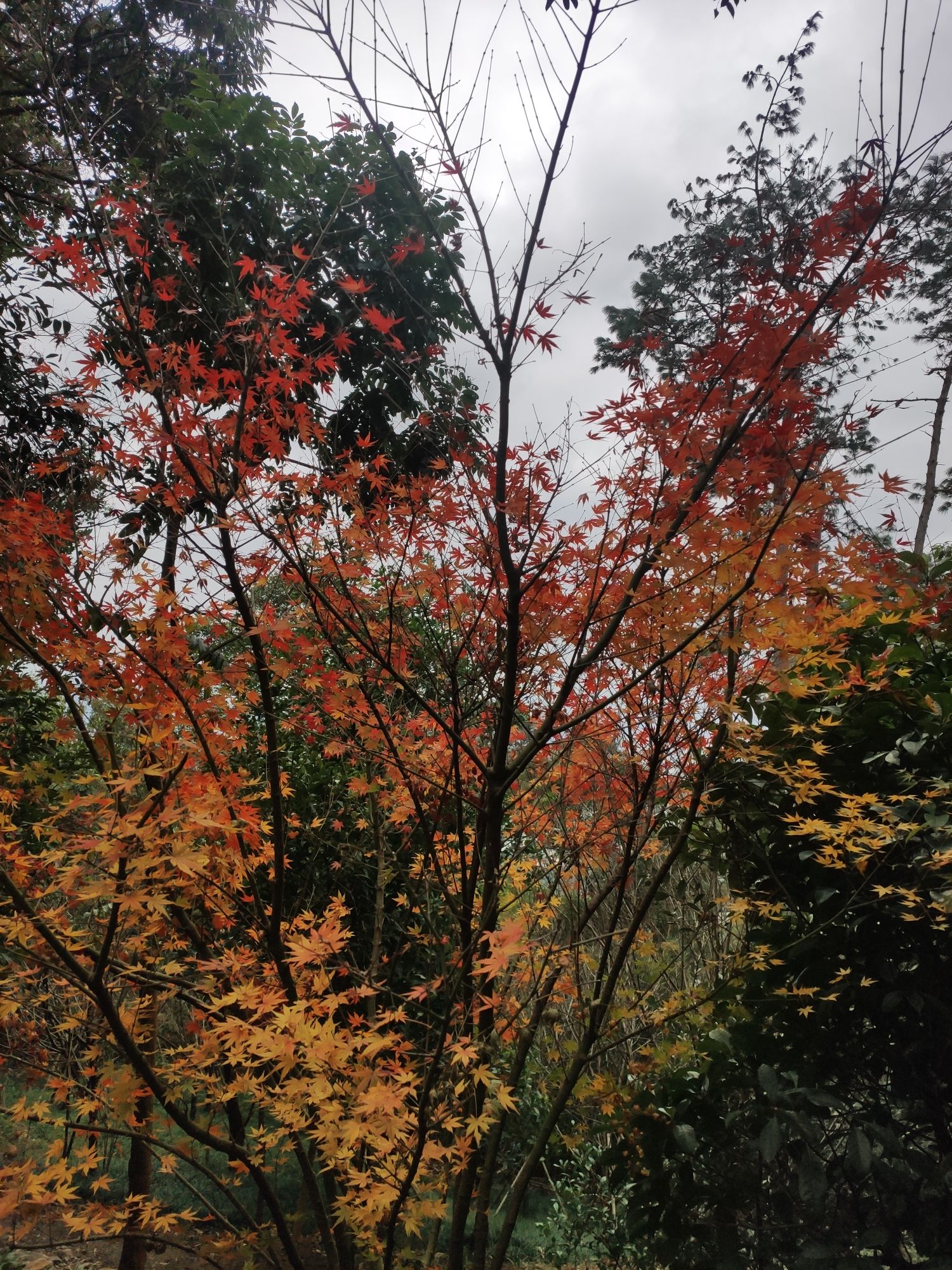 福山郊野公园-红叶谷旅行图片 2