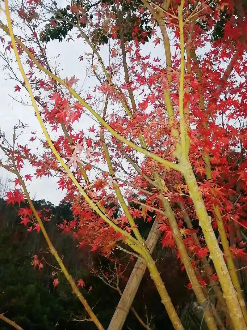 福山郊野公园-红叶谷旅行图片 3
