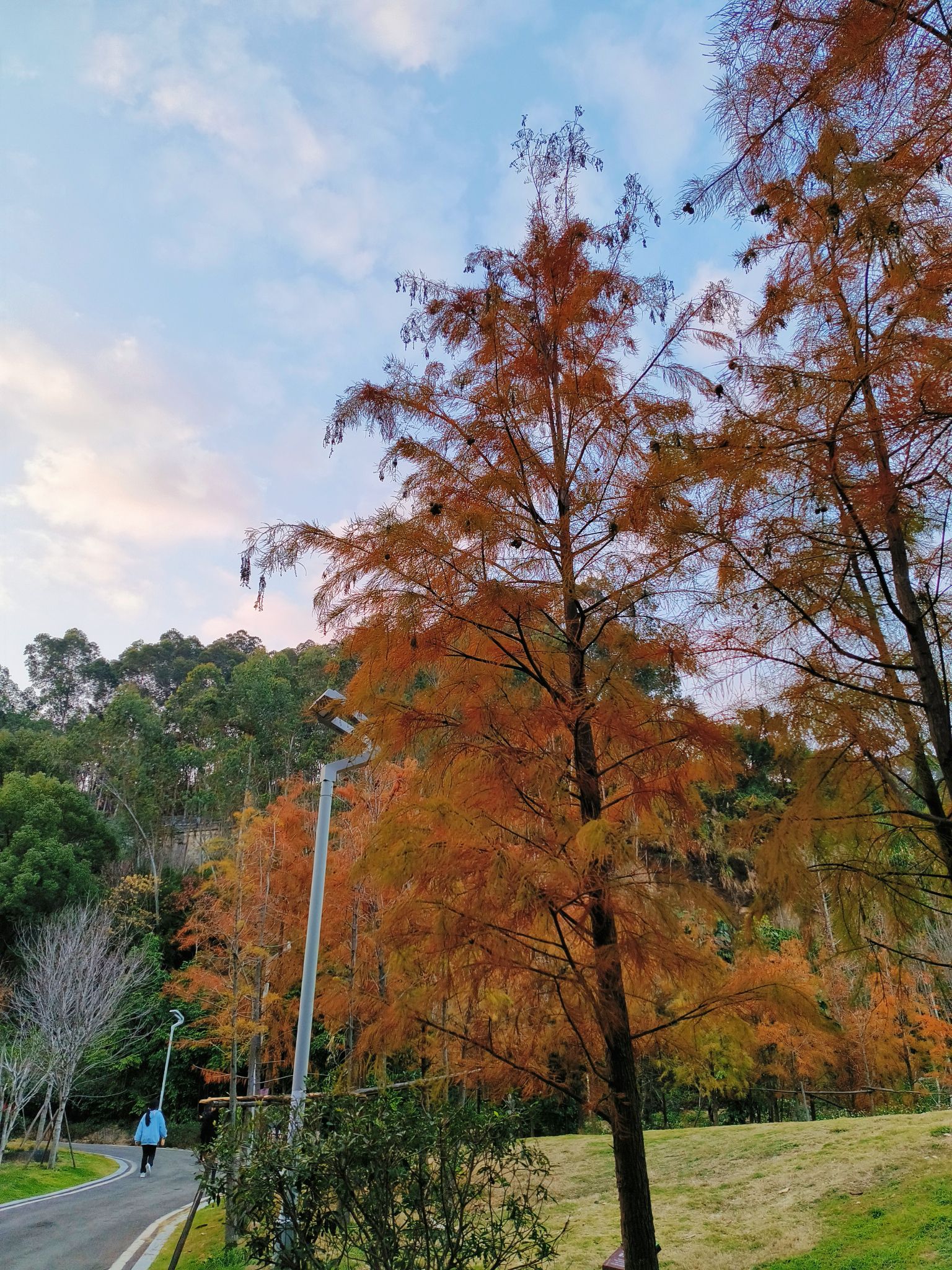 福山郊野公园-红叶谷旅行图片 1