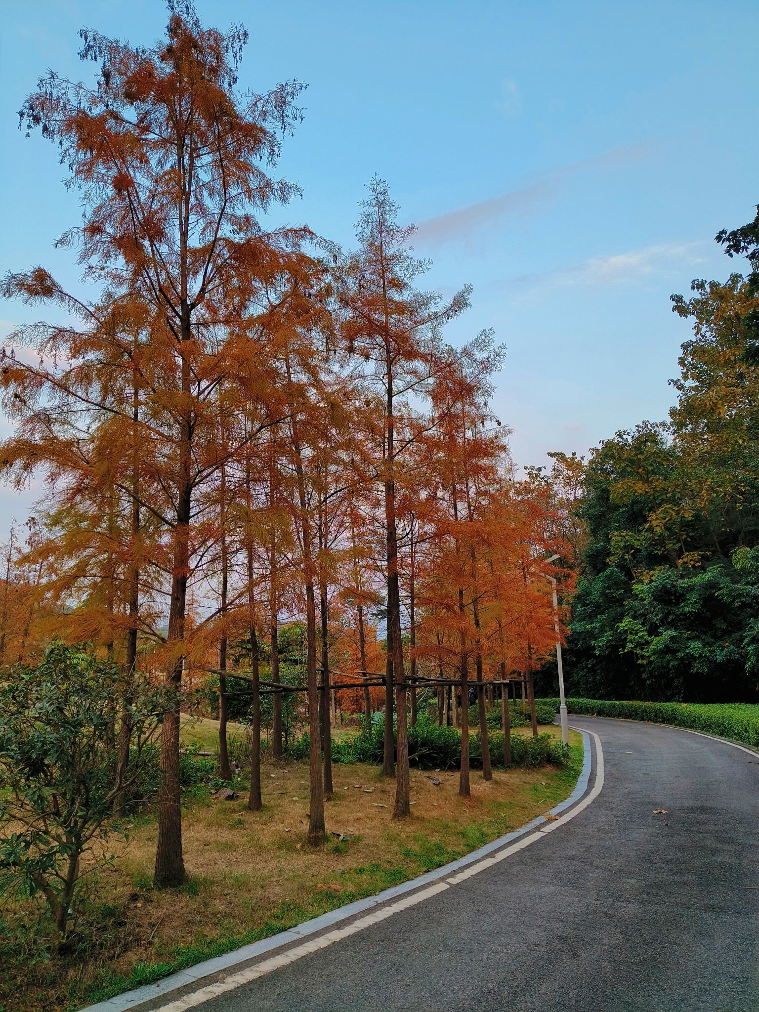 福山郊野公园-红叶谷旅行图片 2