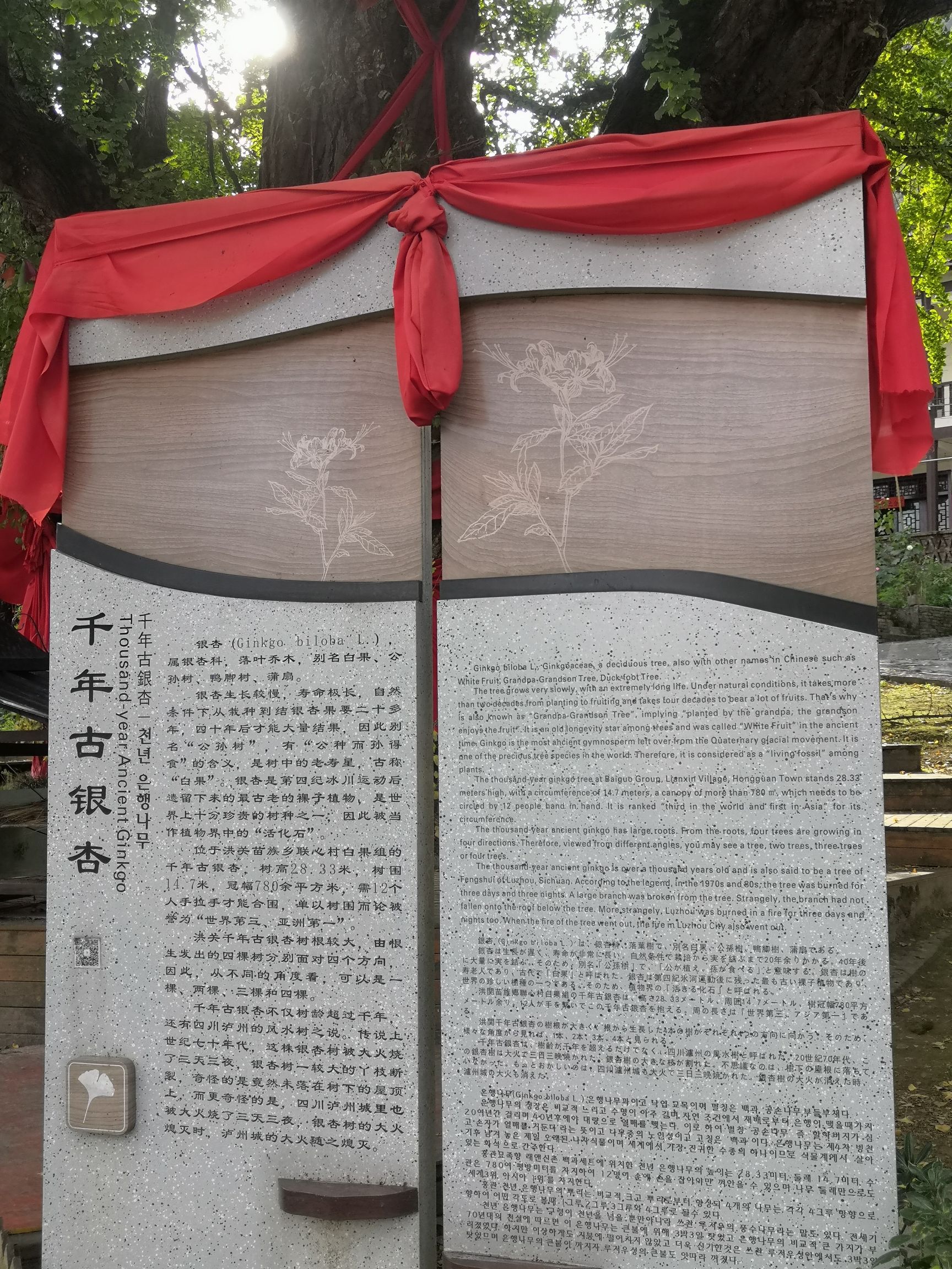 千年古银杏景区旅行图片 1