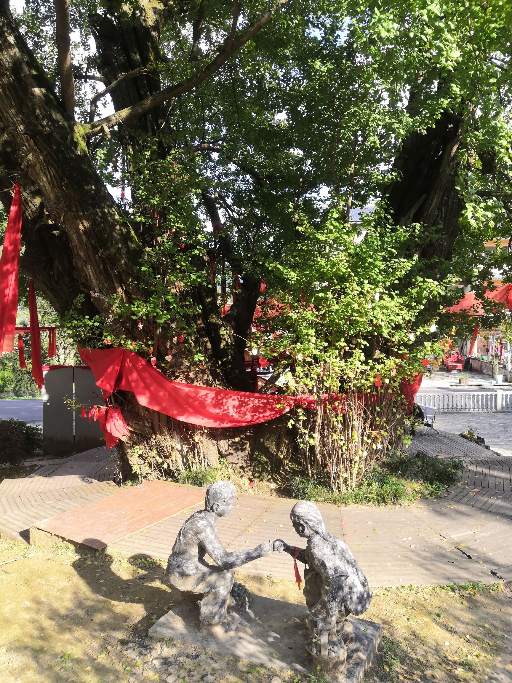 千年古银杏景区旅行图片 3