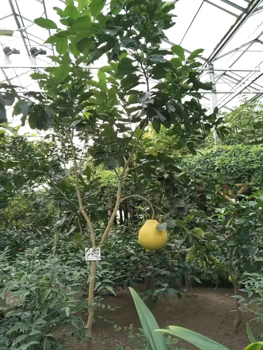 九州伊甸园旅行图片 2