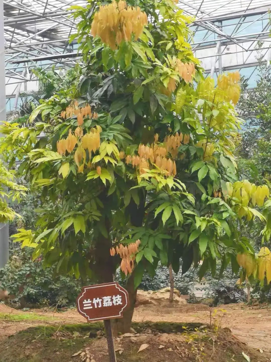 九州伊甸园旅行图片 1