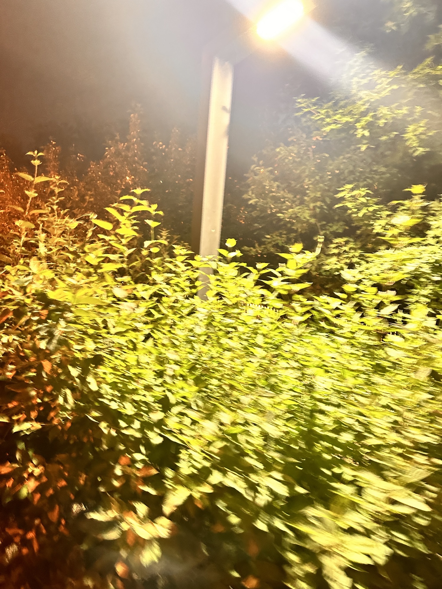 永引叠翠旅行图片 3