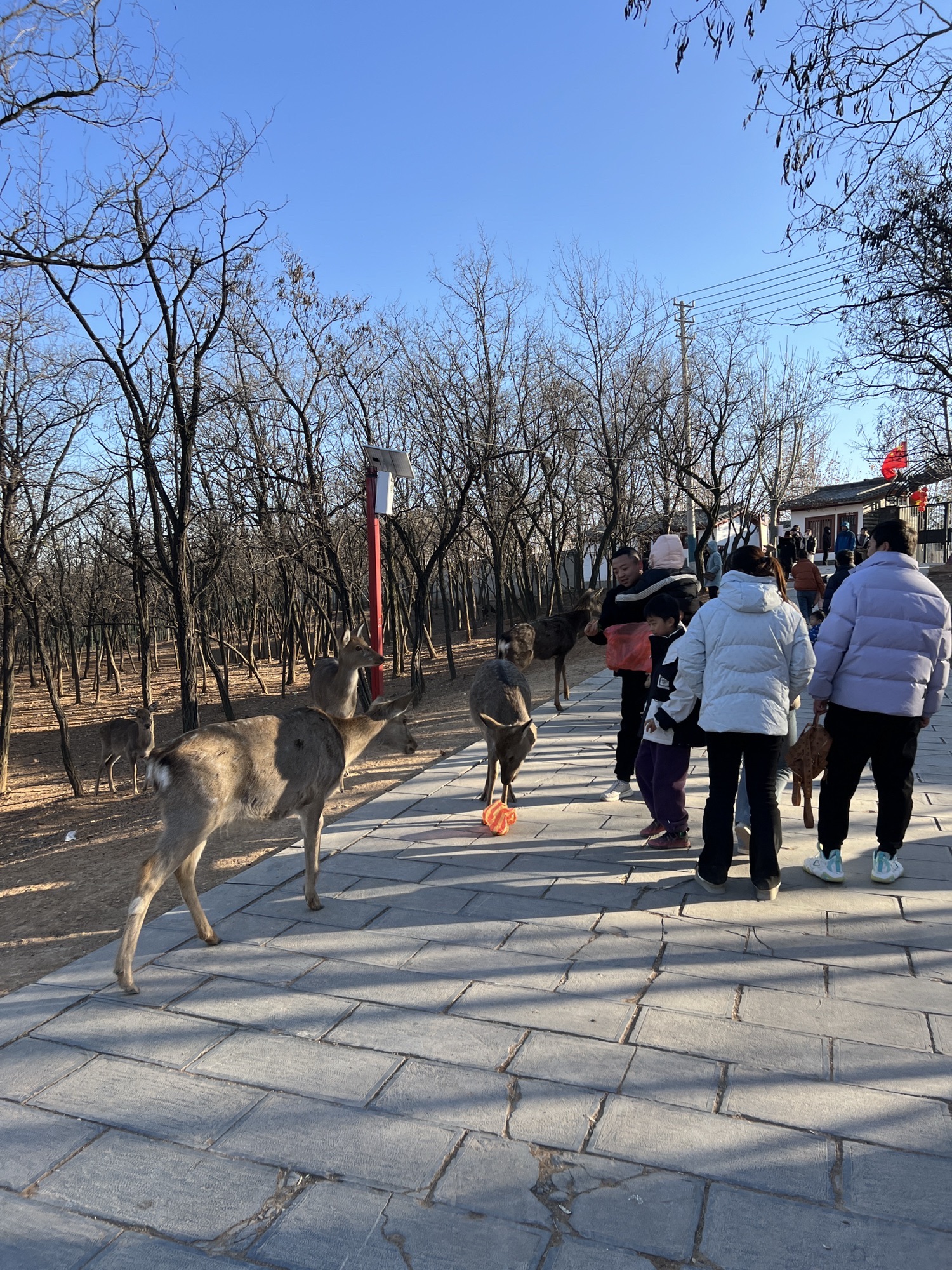香鹿山凤凰谷旅行图片 2