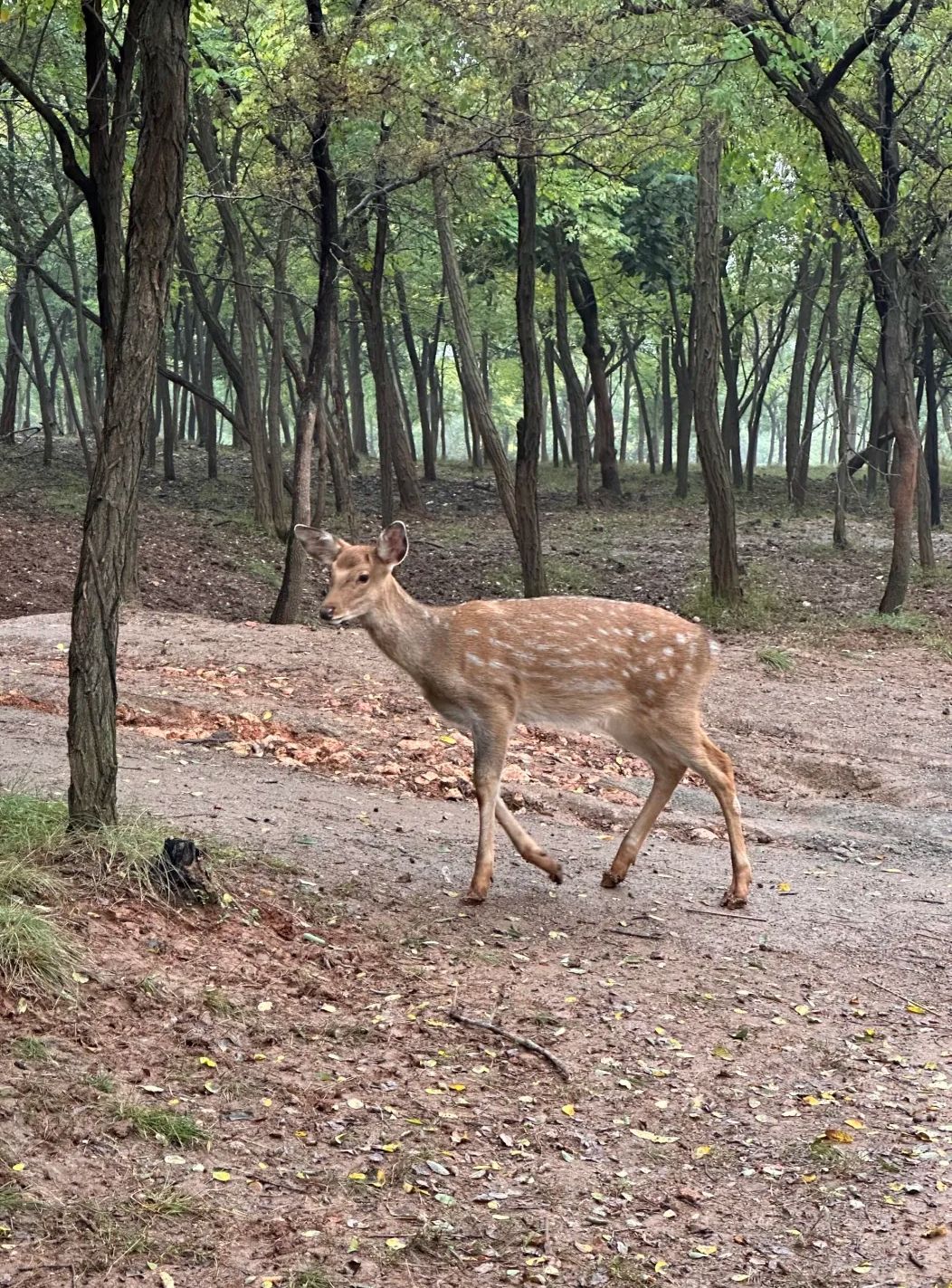 香鹿山凤凰谷旅行图片 3