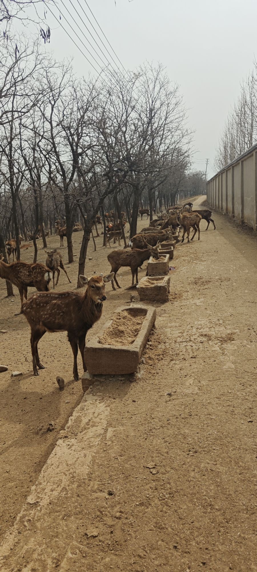 香鹿山凤凰谷旅行图片 1
