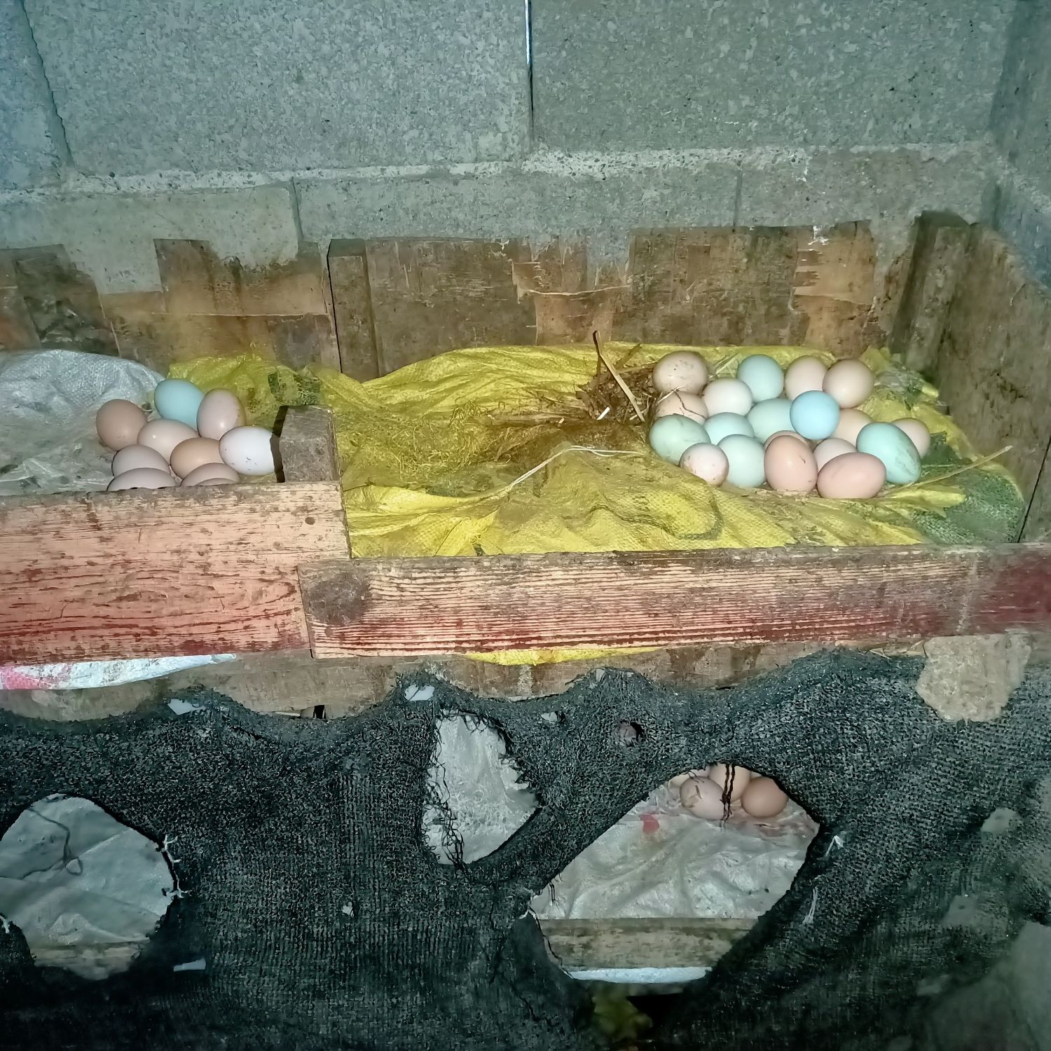 育之宝生态有机农场