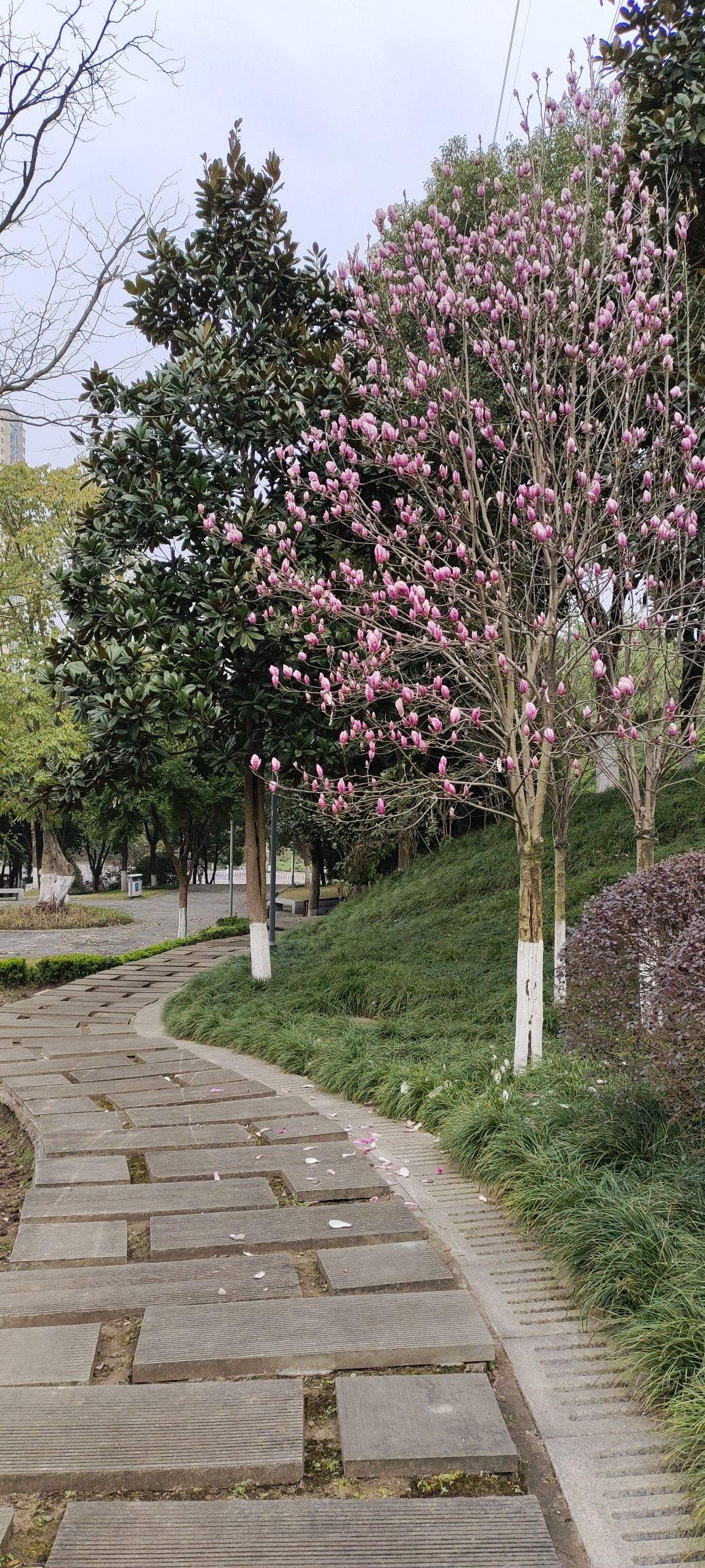 江津区圣泉公园旅行图片 3