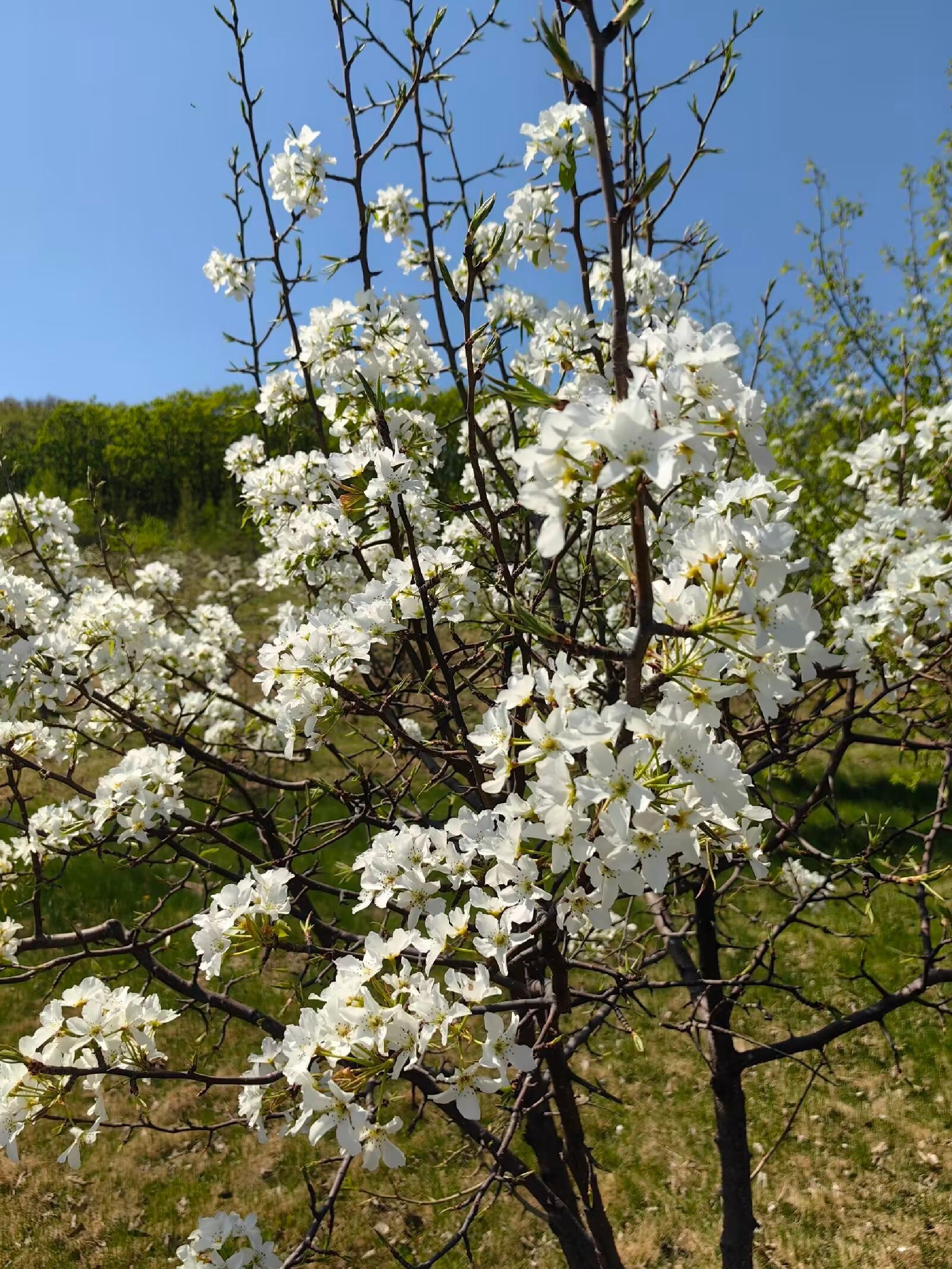 梨花谷旅行图片 1