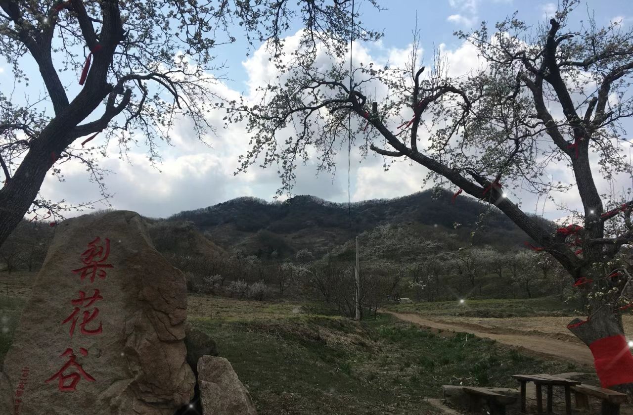 梨花谷旅行图片 1