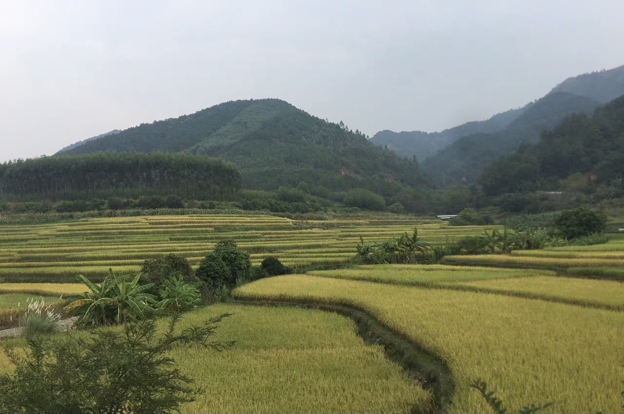 梨花谷旅行图片 1