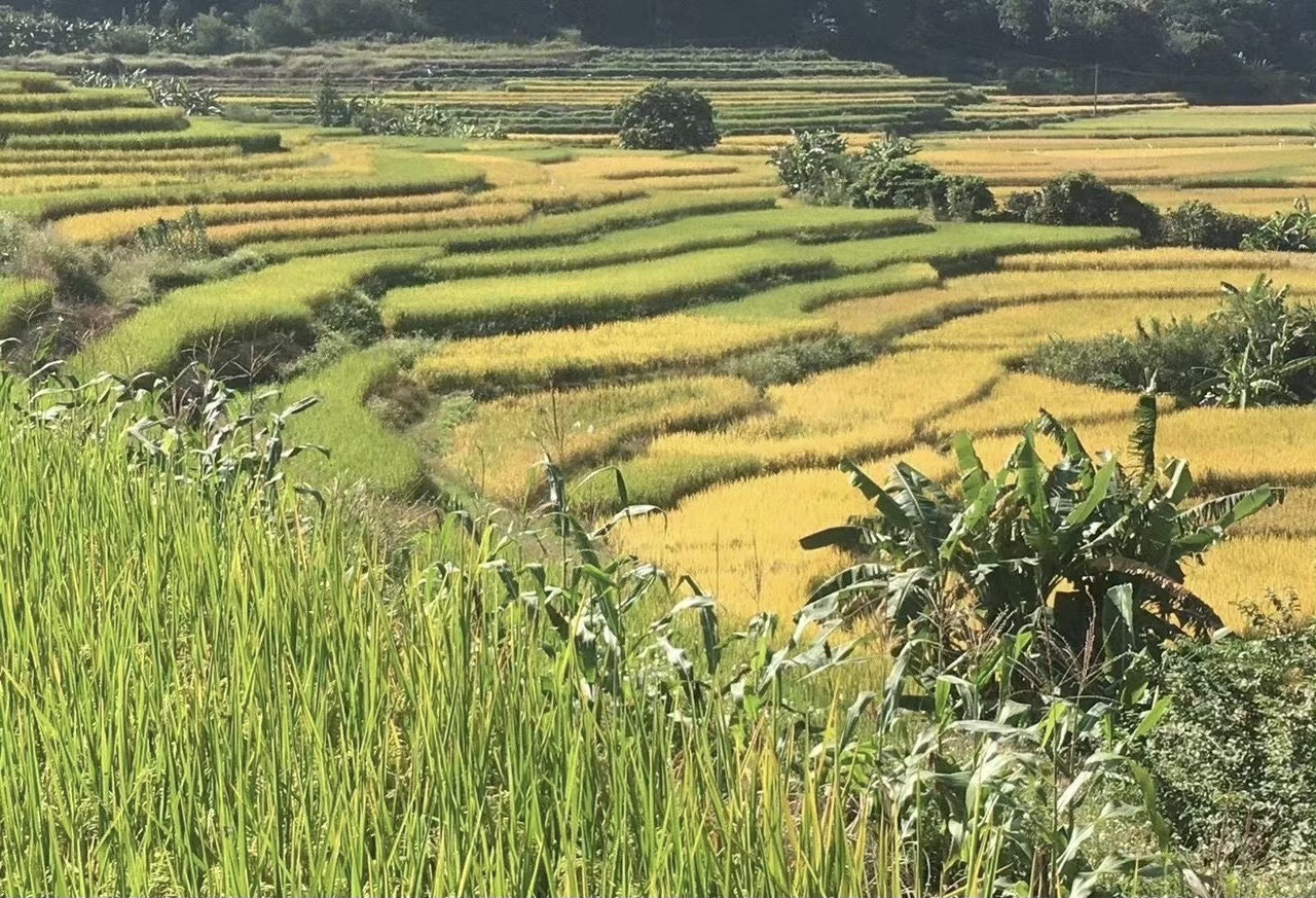 梨花谷旅行图片 3