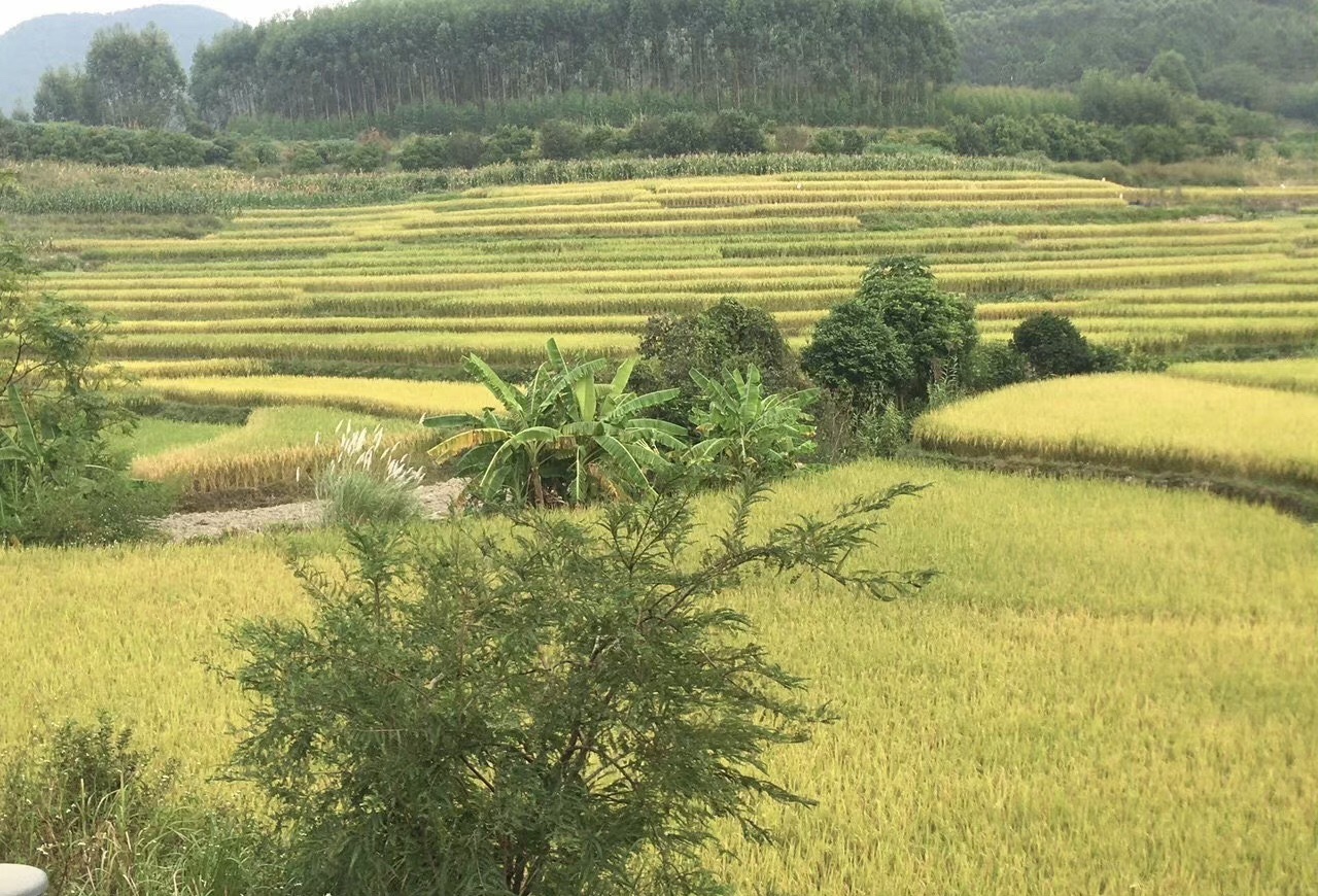 梨花谷旅行图片 2