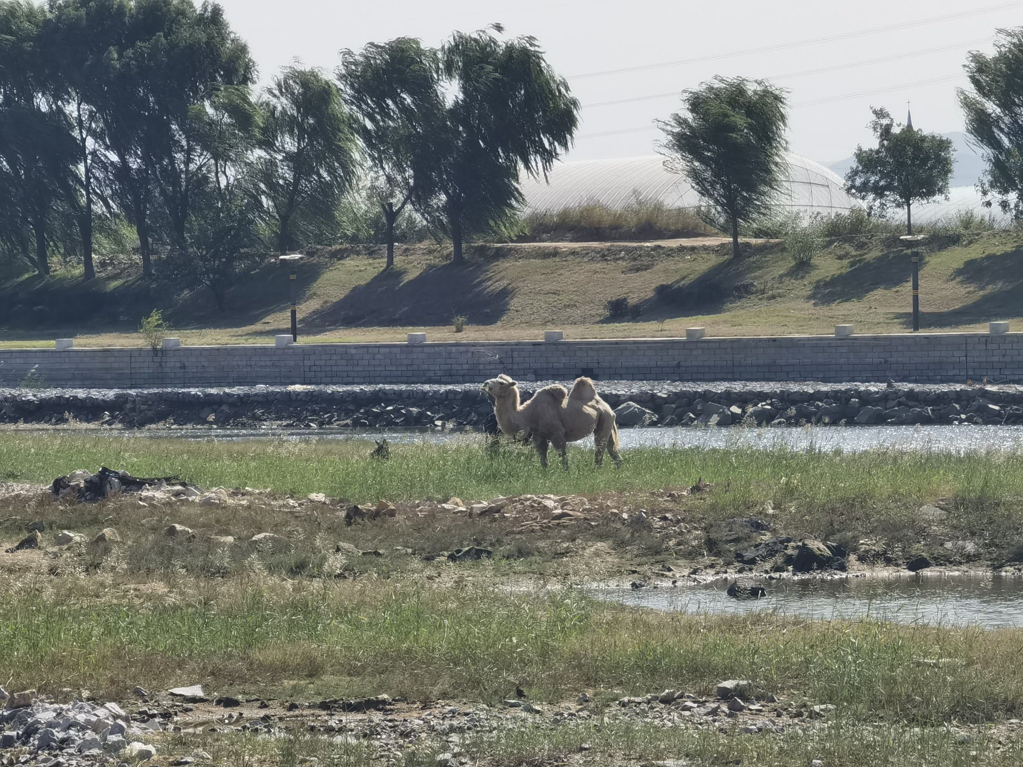 熊岳河白鹭洲湿地公园旅行图片 2