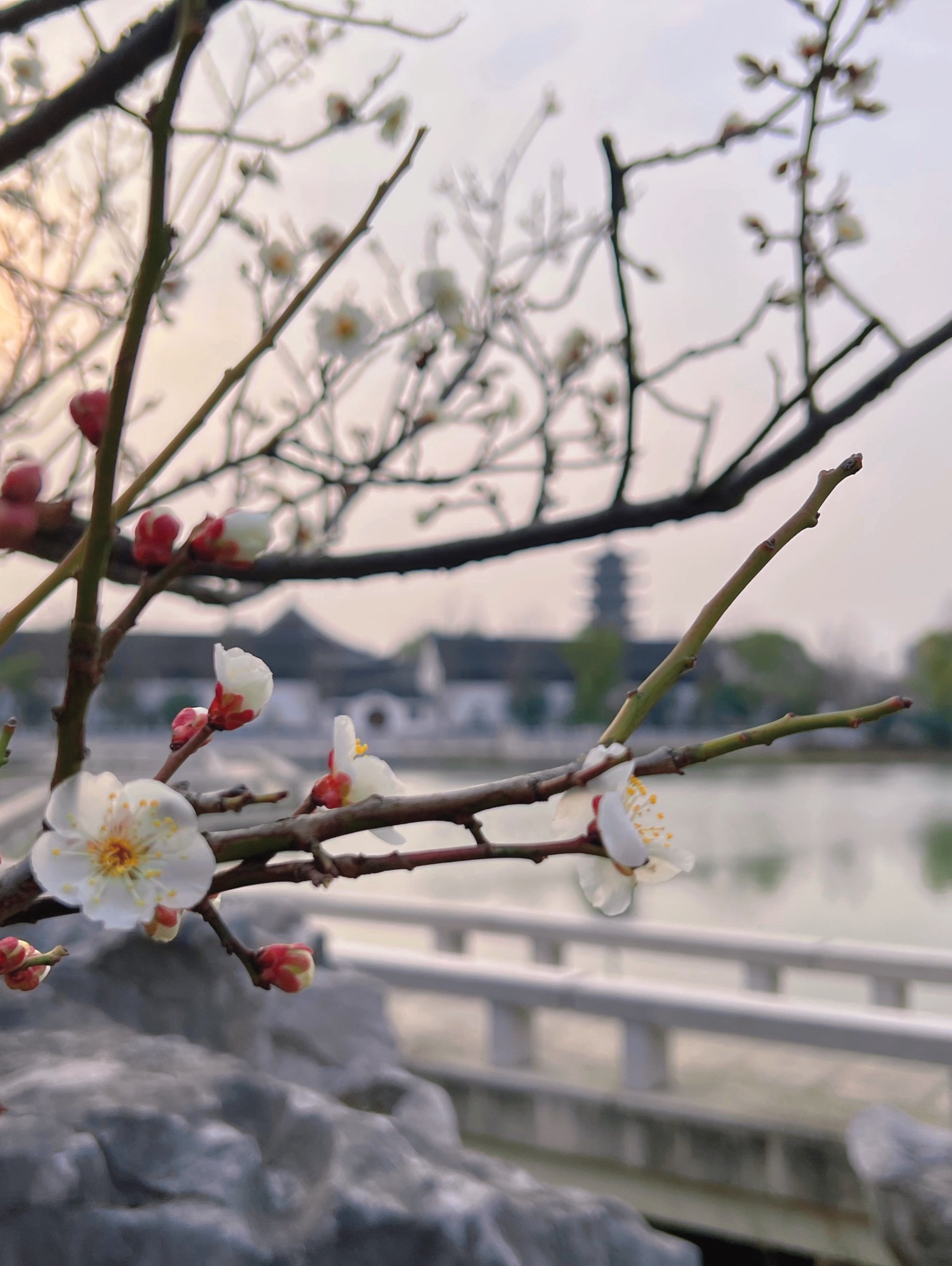 青溪园旅行图片 1