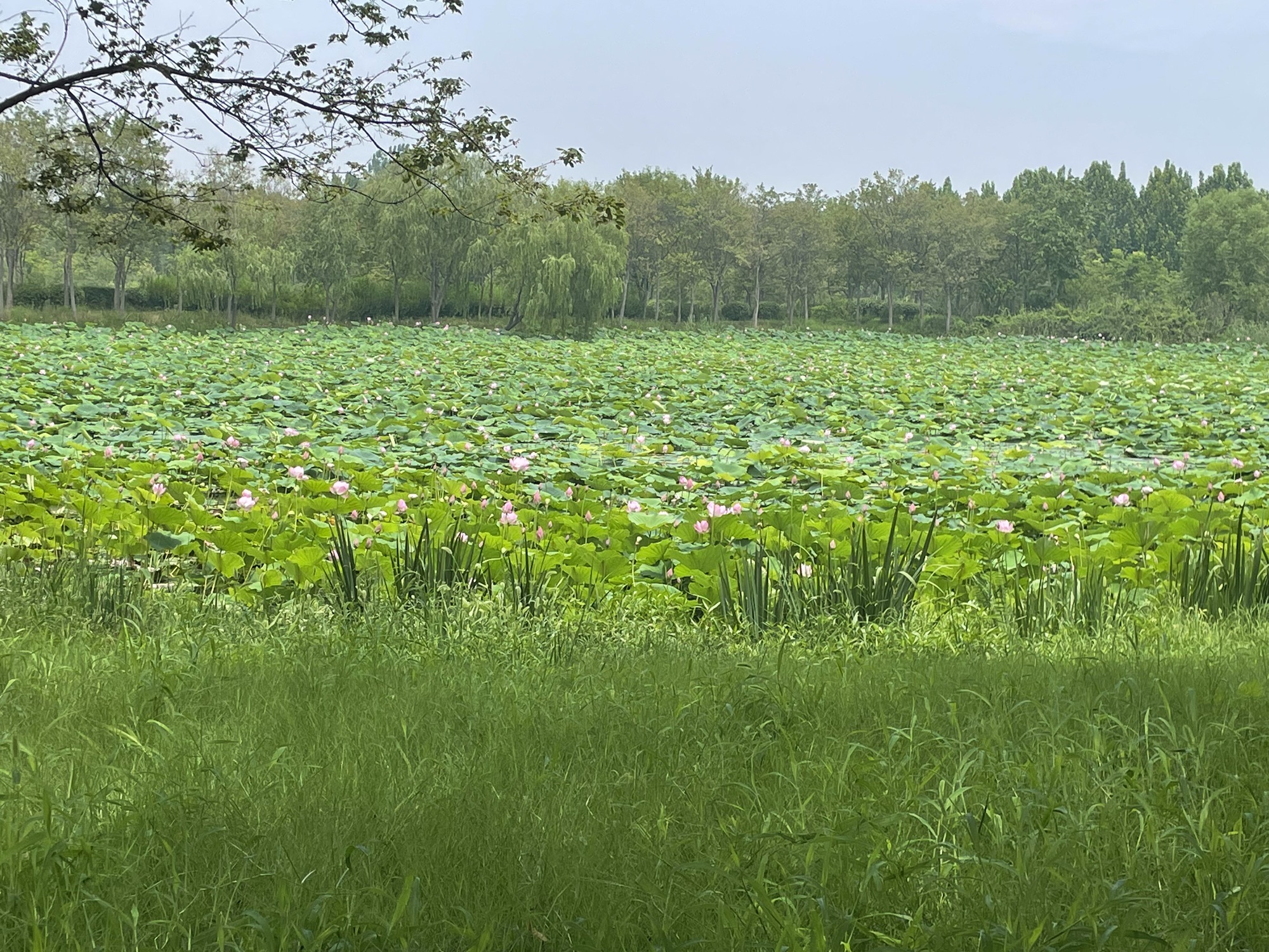 太白湖省级旅游度假区旅行图片 1