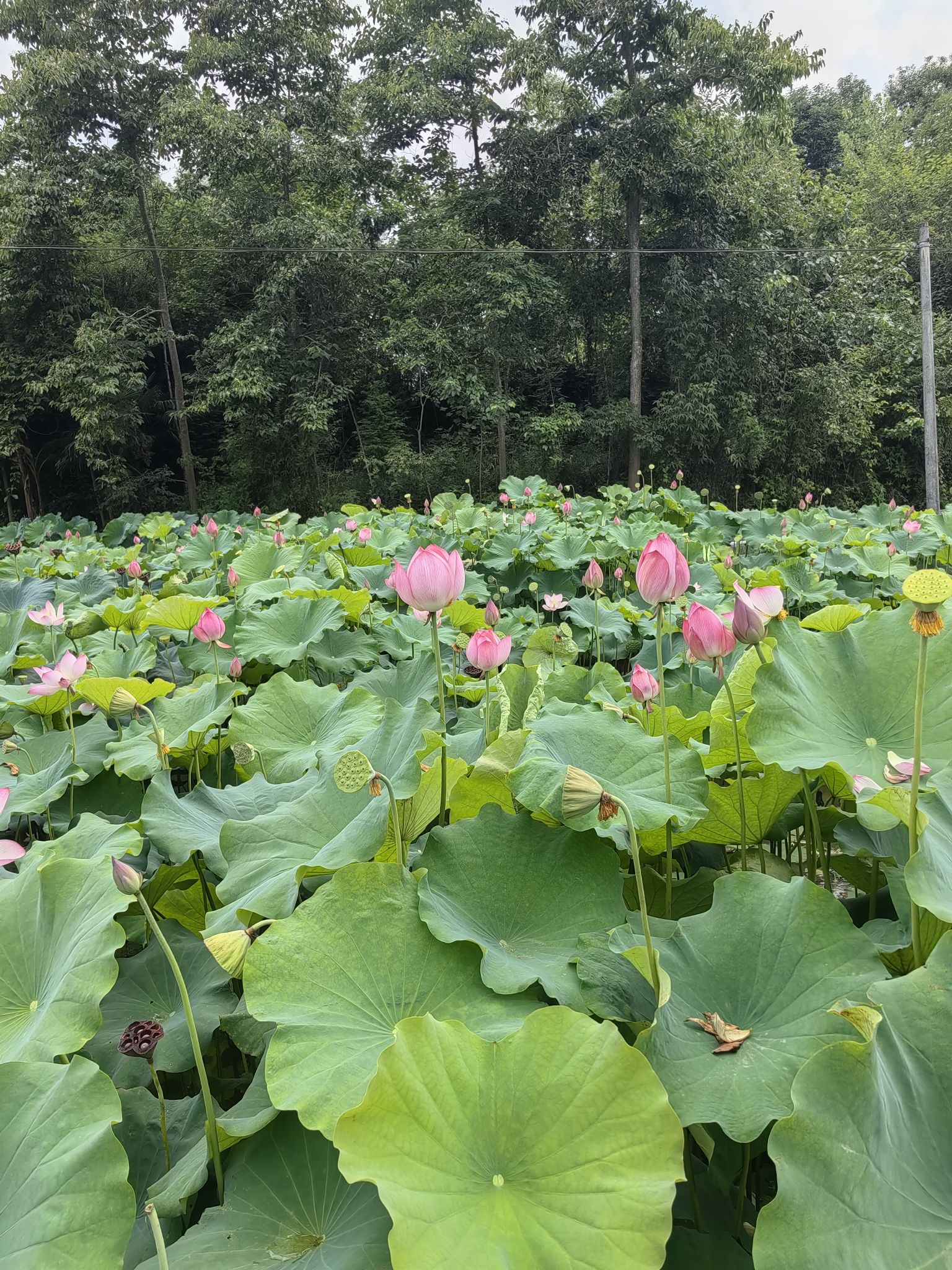 蝴蝶谷旅行图片 1