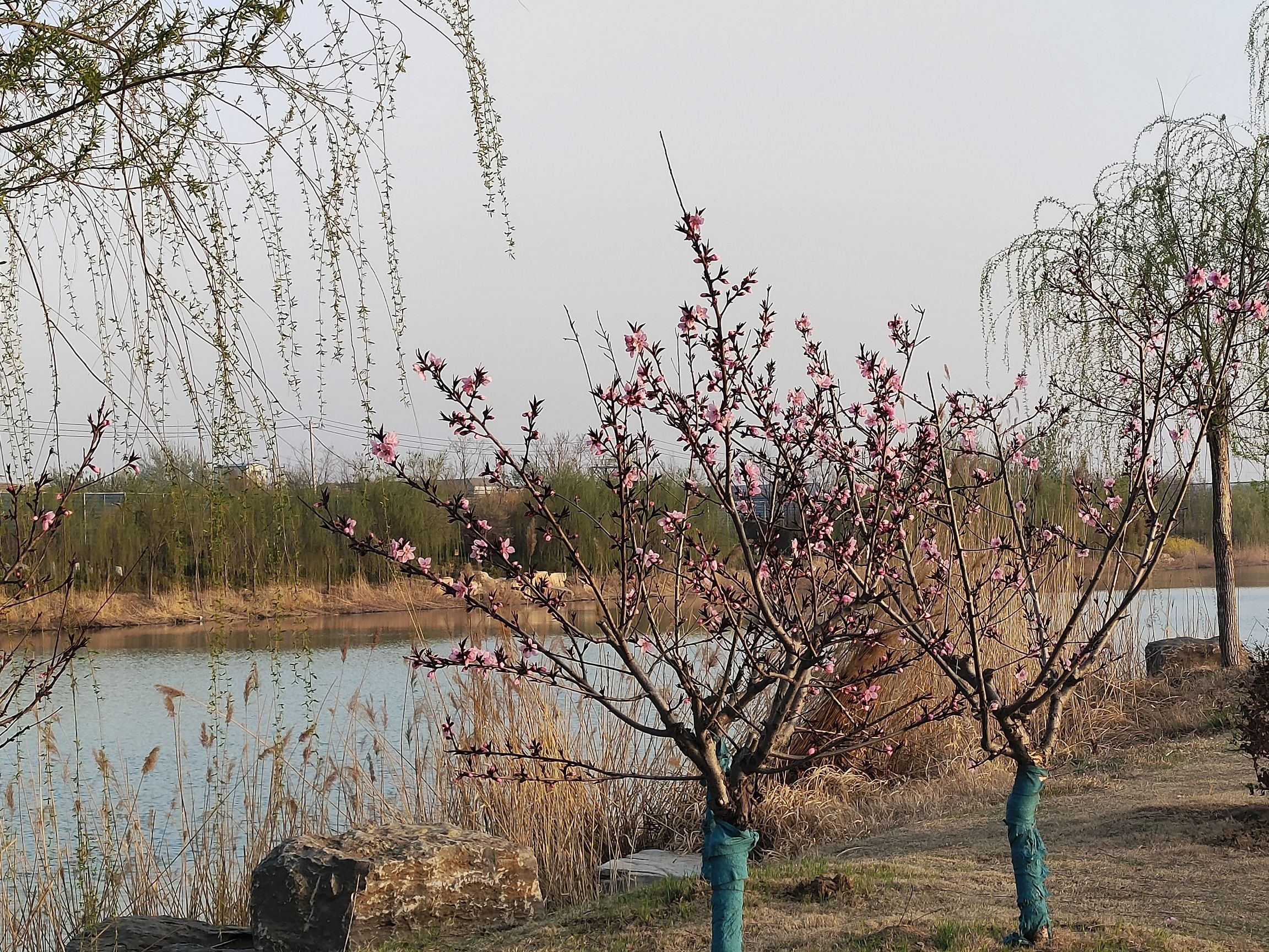 鬲津湖城市休闲公园(暂停开放)旅行图片 2
