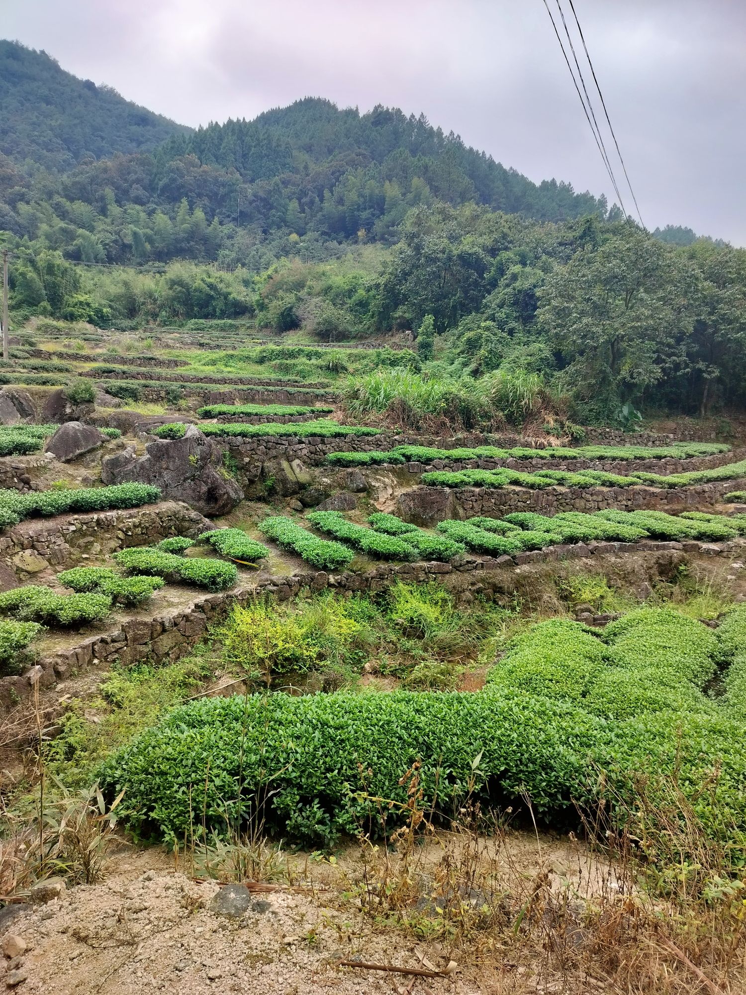 百丈崖旅行图片