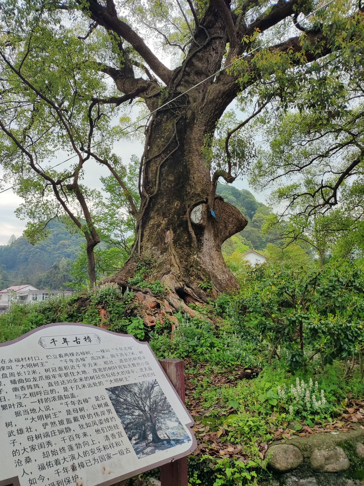 石台县大演乡吴记古油坊