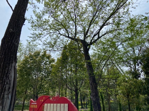 滨水海绵公园旅行图片 1